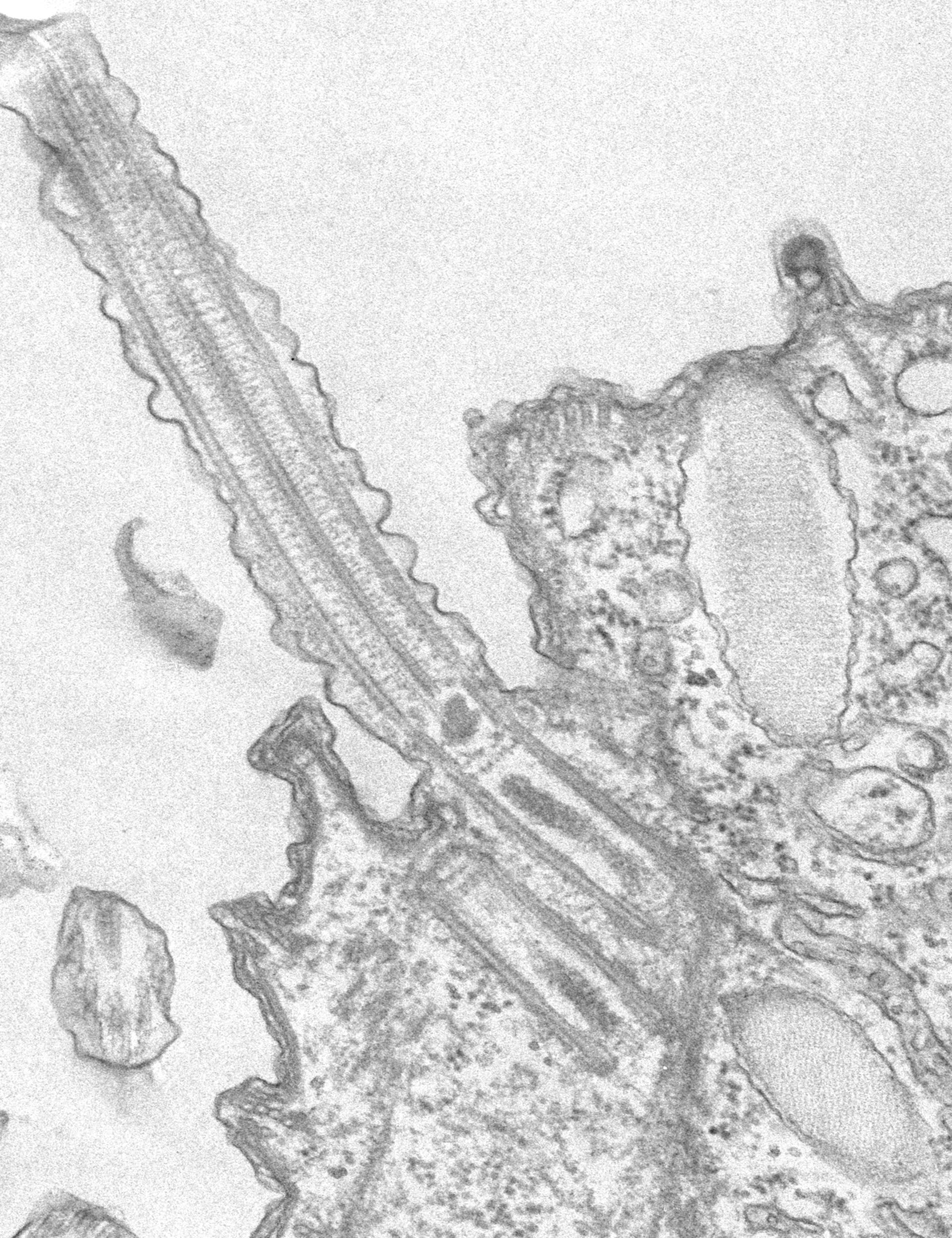 Tetrahymena pyriformis (Cortical microtubule) - CIL:34747