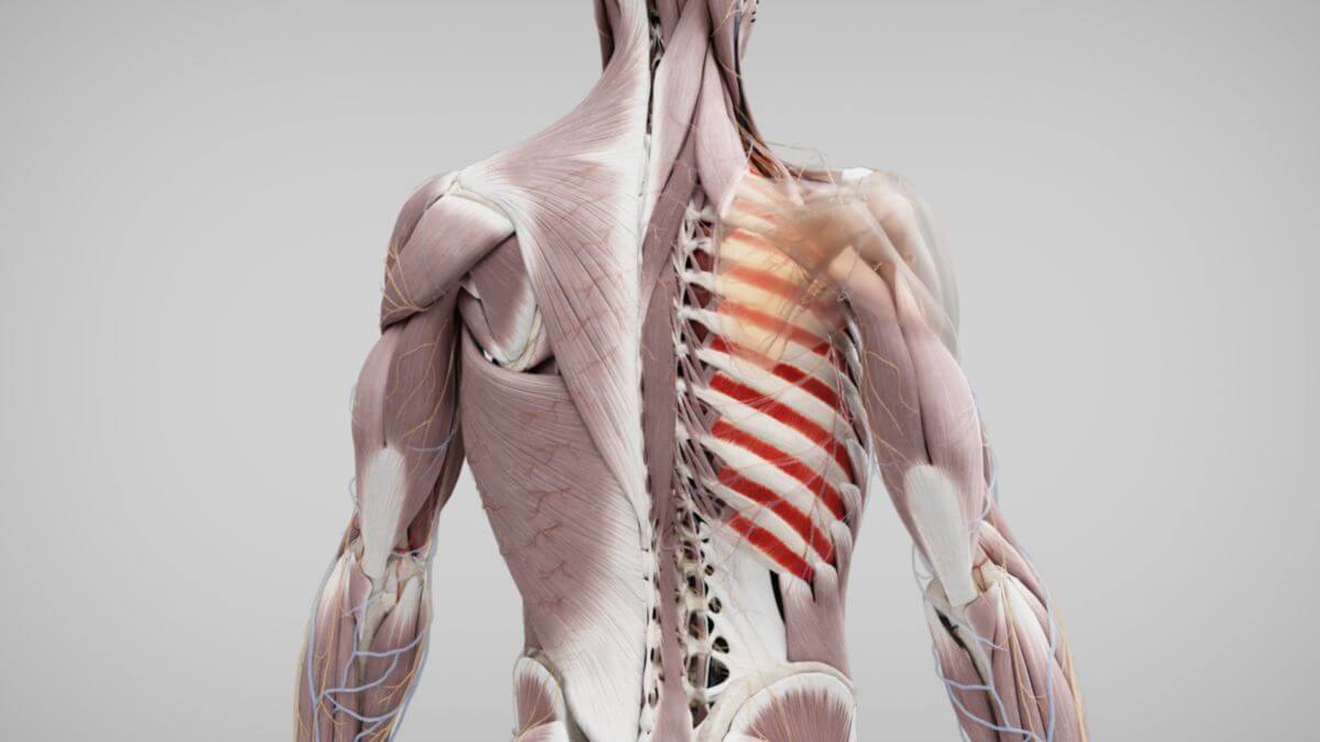 Musculi intercostales interni