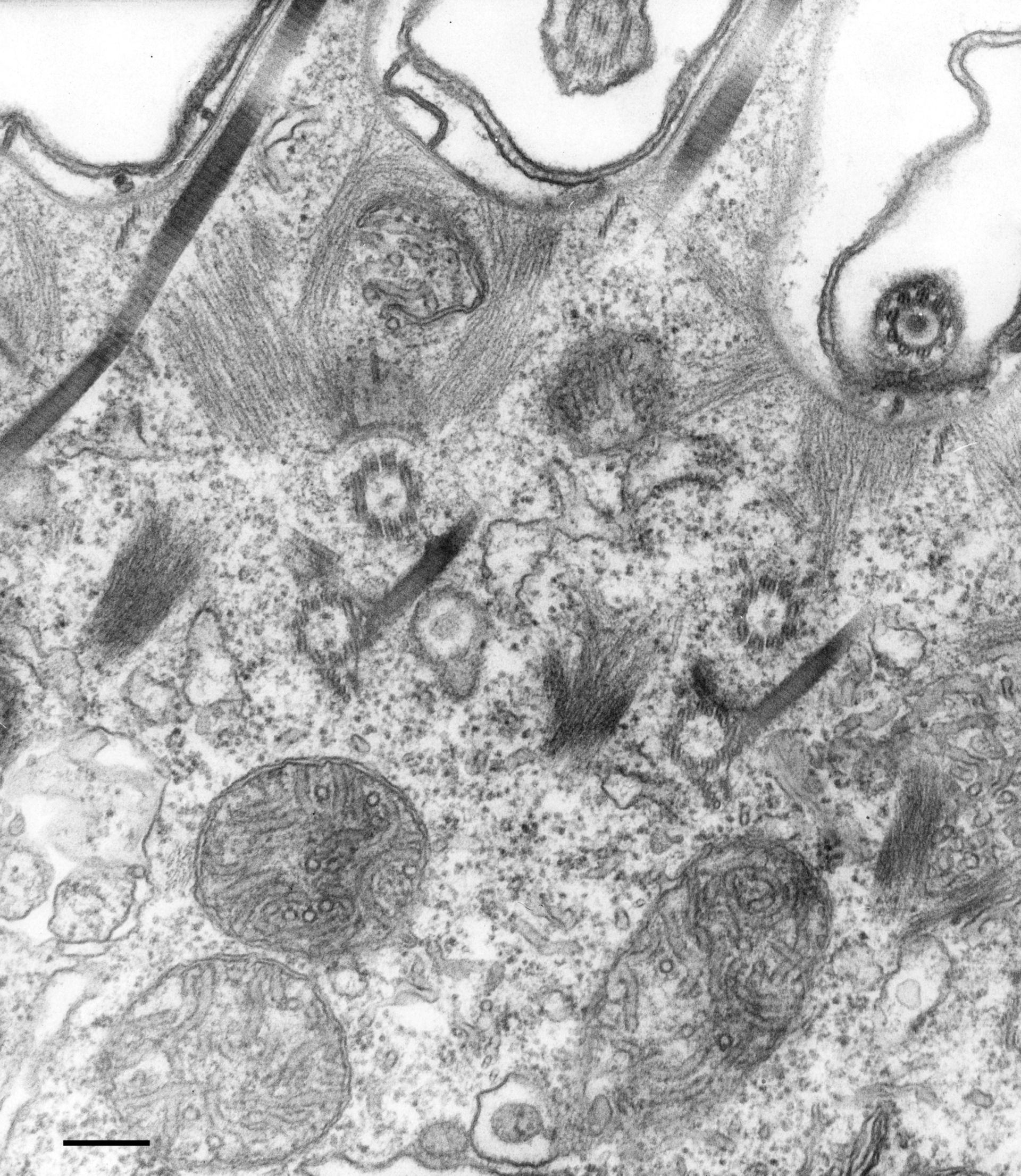 Paramecium multimicronucleatum (Sodium ion-transporting F-type ATPase complex) - CIL:36632