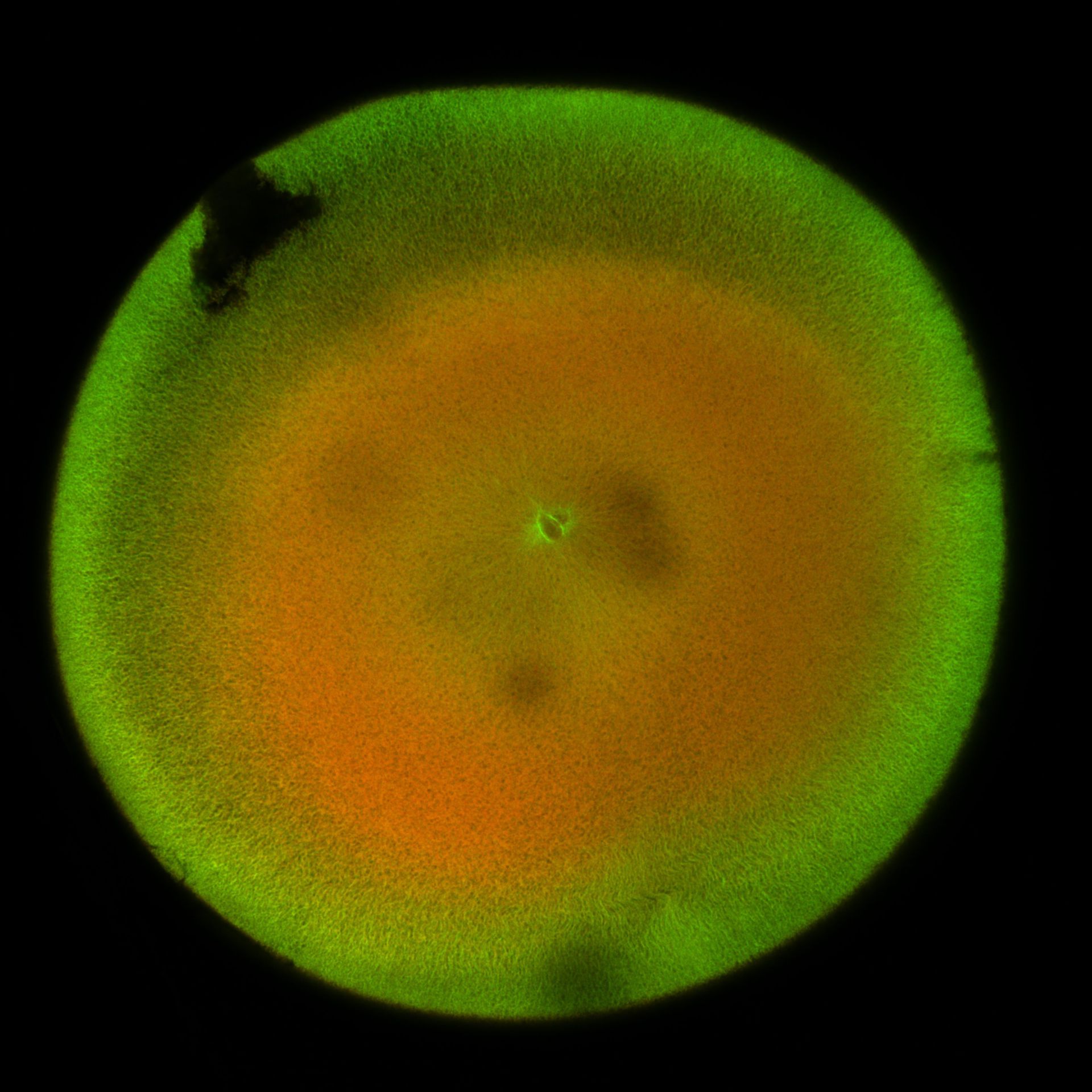 Xenopus laevis (DNA) - CIL:36509