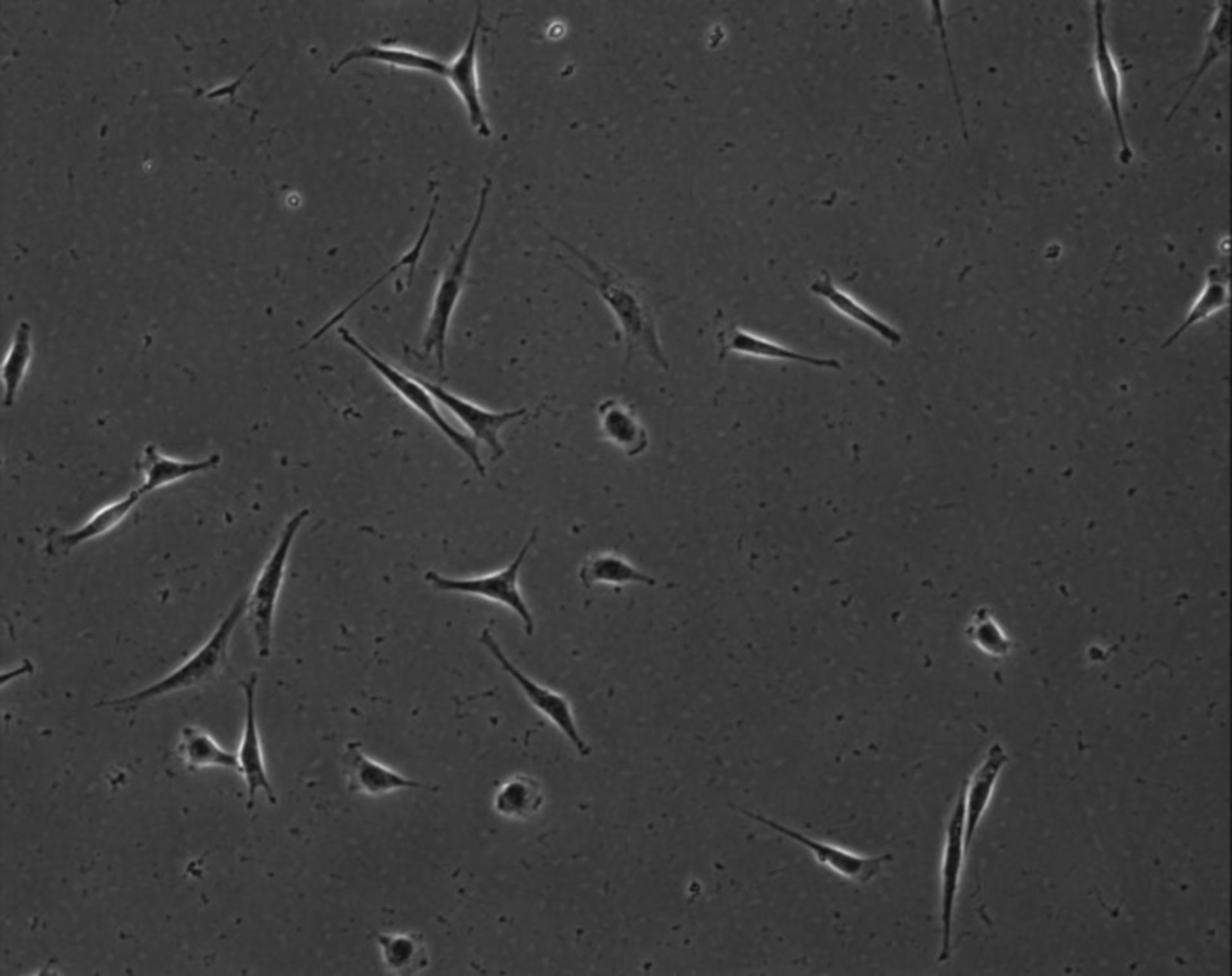 Mus musculus (Extracellular matrix part) - CIL:8888