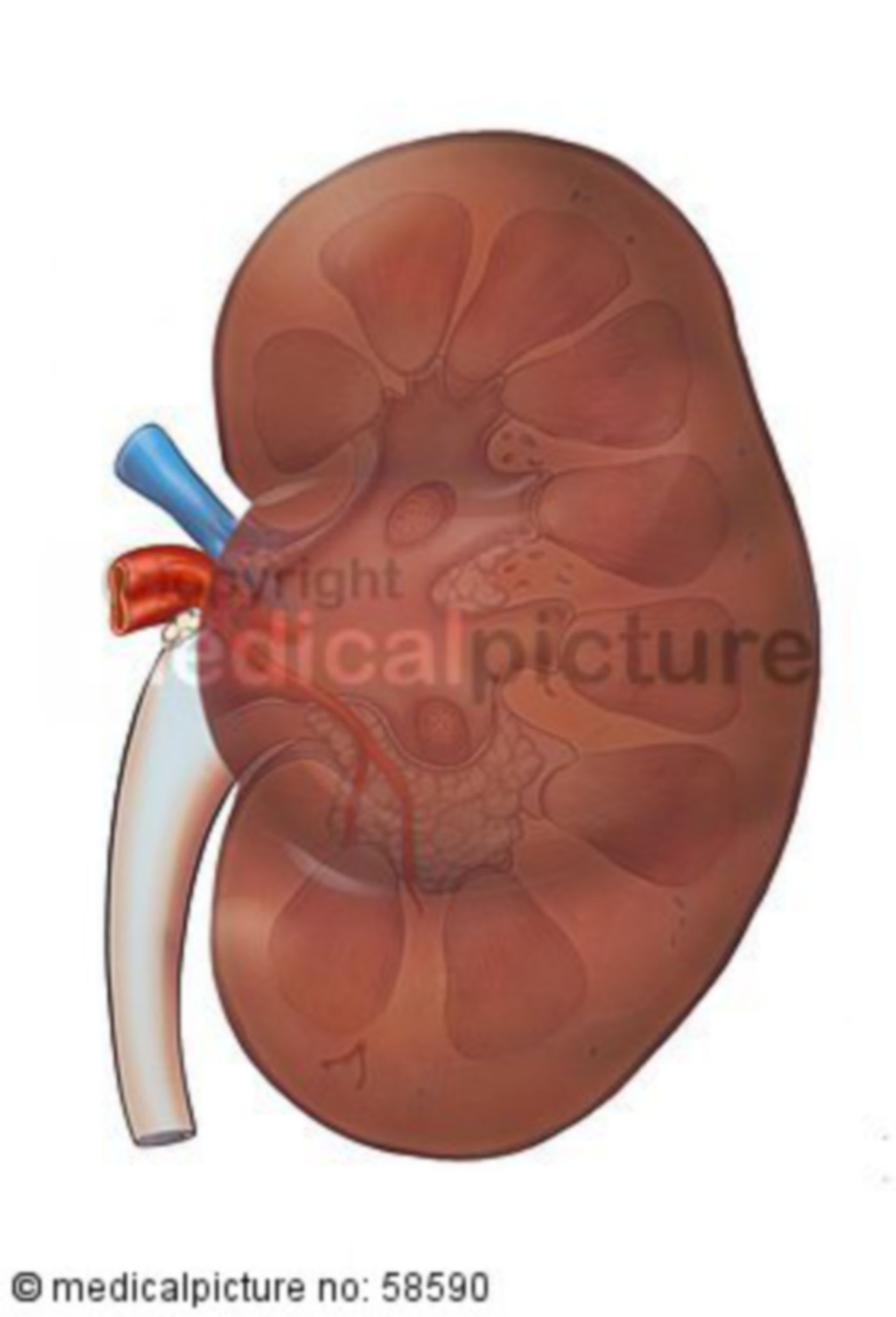 Kidney
