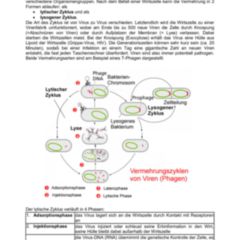 Weiblicher Zyklus Doccheck Flexikon