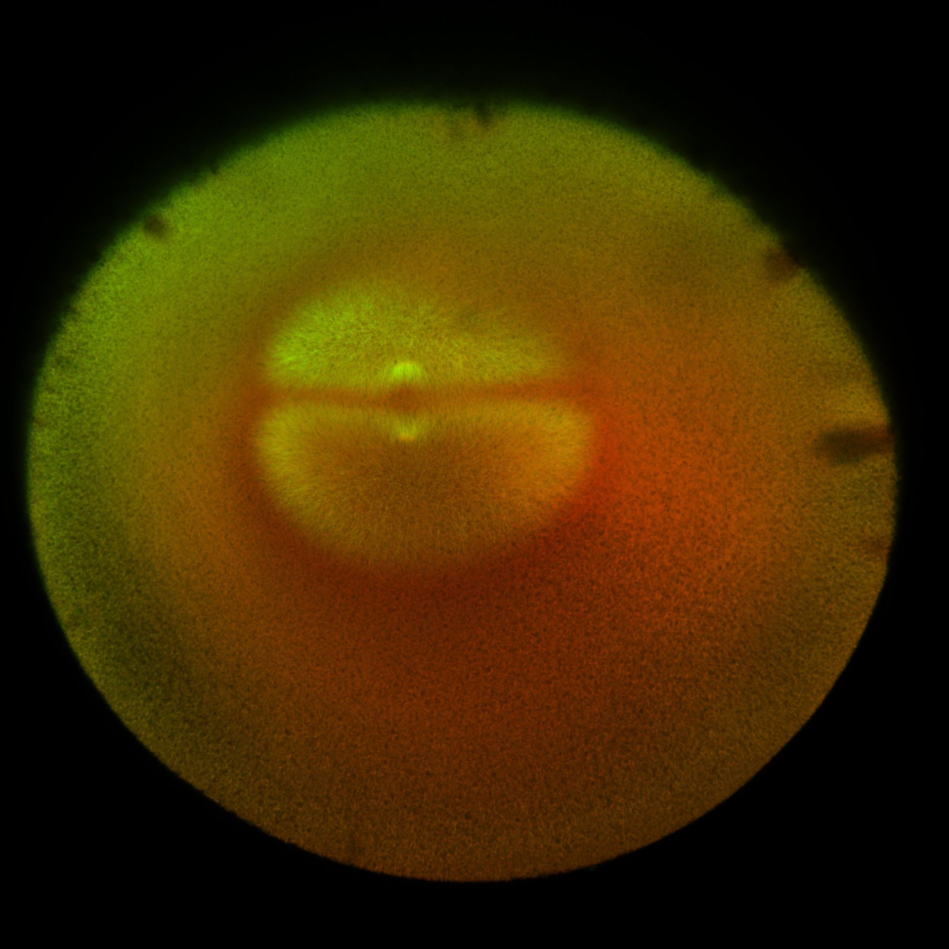 Xenopus laevis (DNA) - CIL:36583