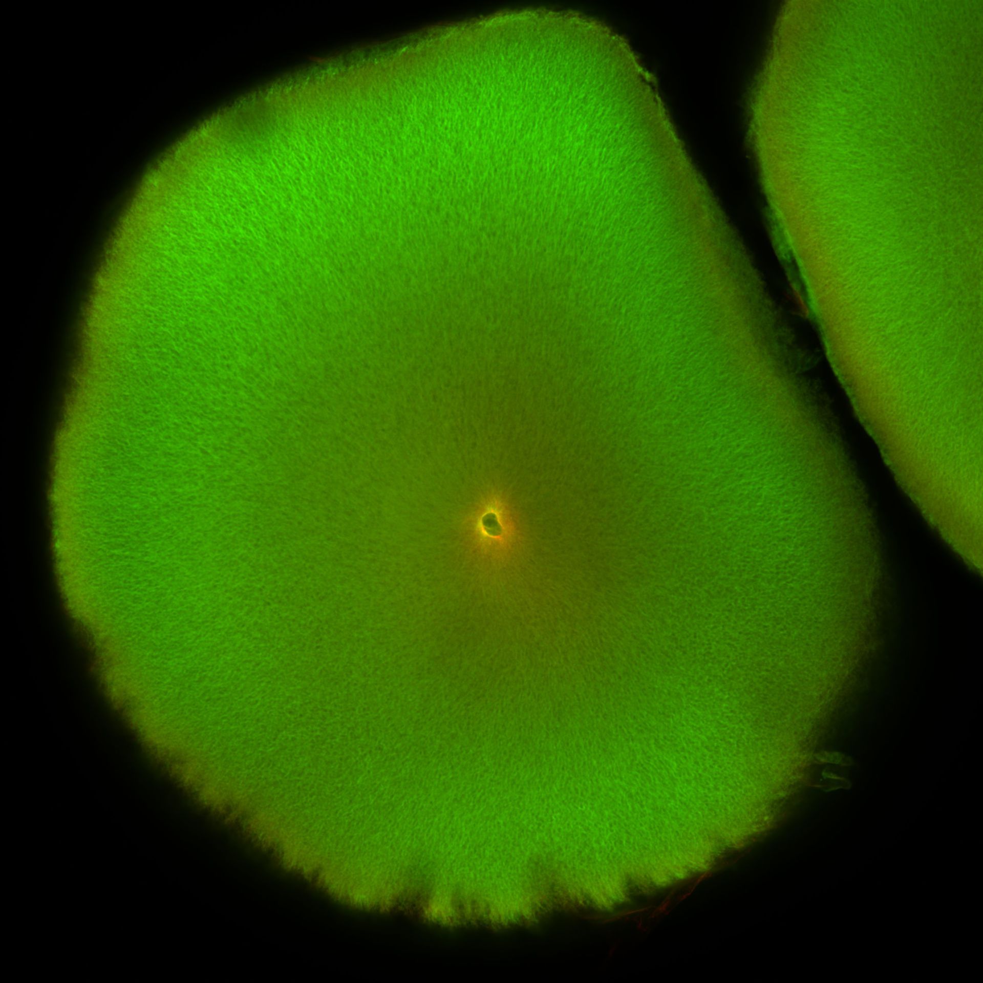 Xenopus laevis (DNA) - CIL:36452