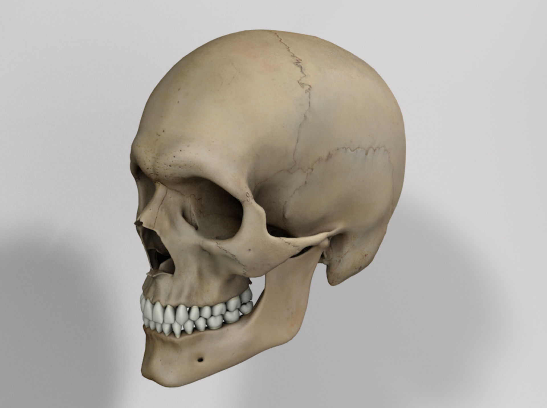 Oblique view of cranium