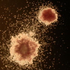 Stammzelle DocCheck Flexikon