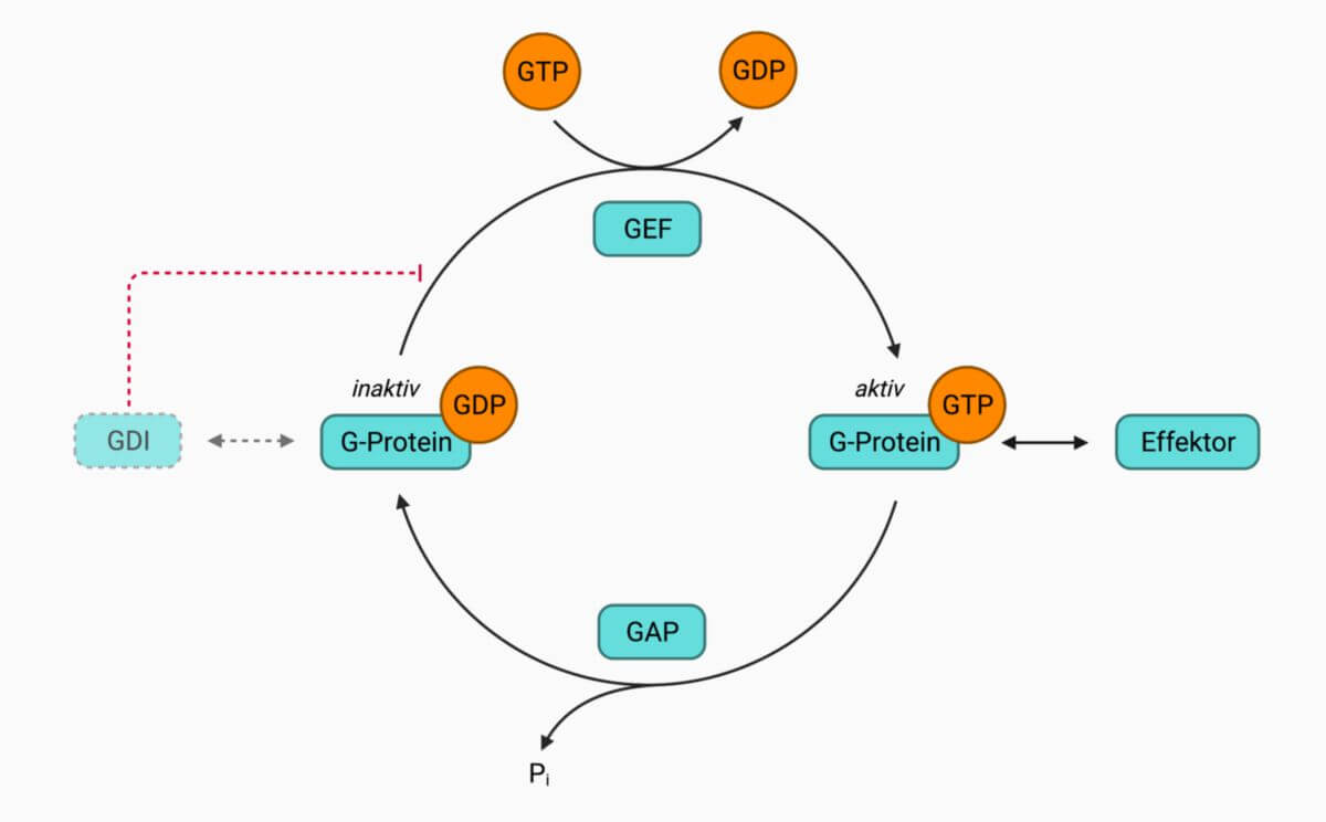 GTP/GDP-Zyklus der kleinen G-Proteine