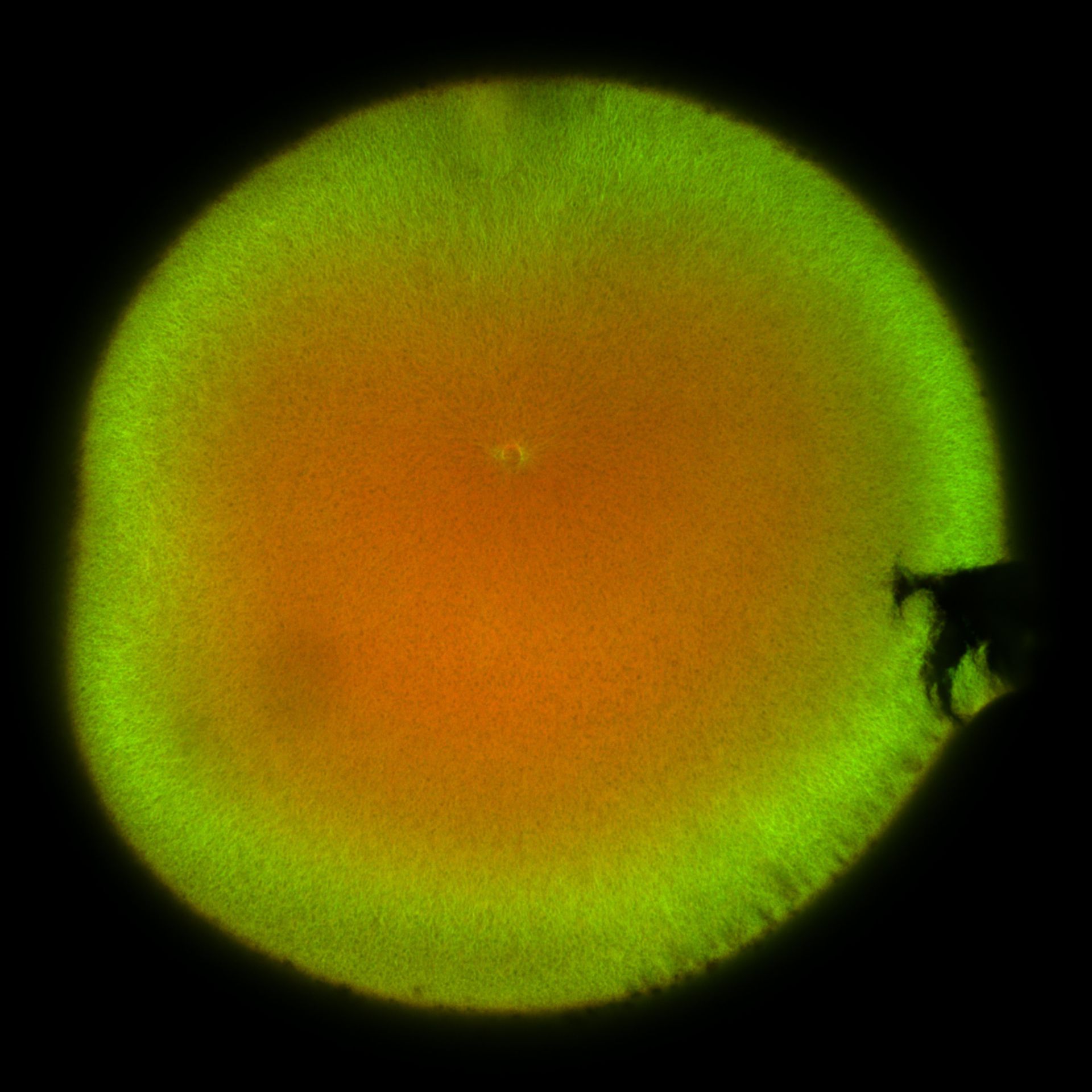 Xenopus laevis (DNA) - CIL:36492