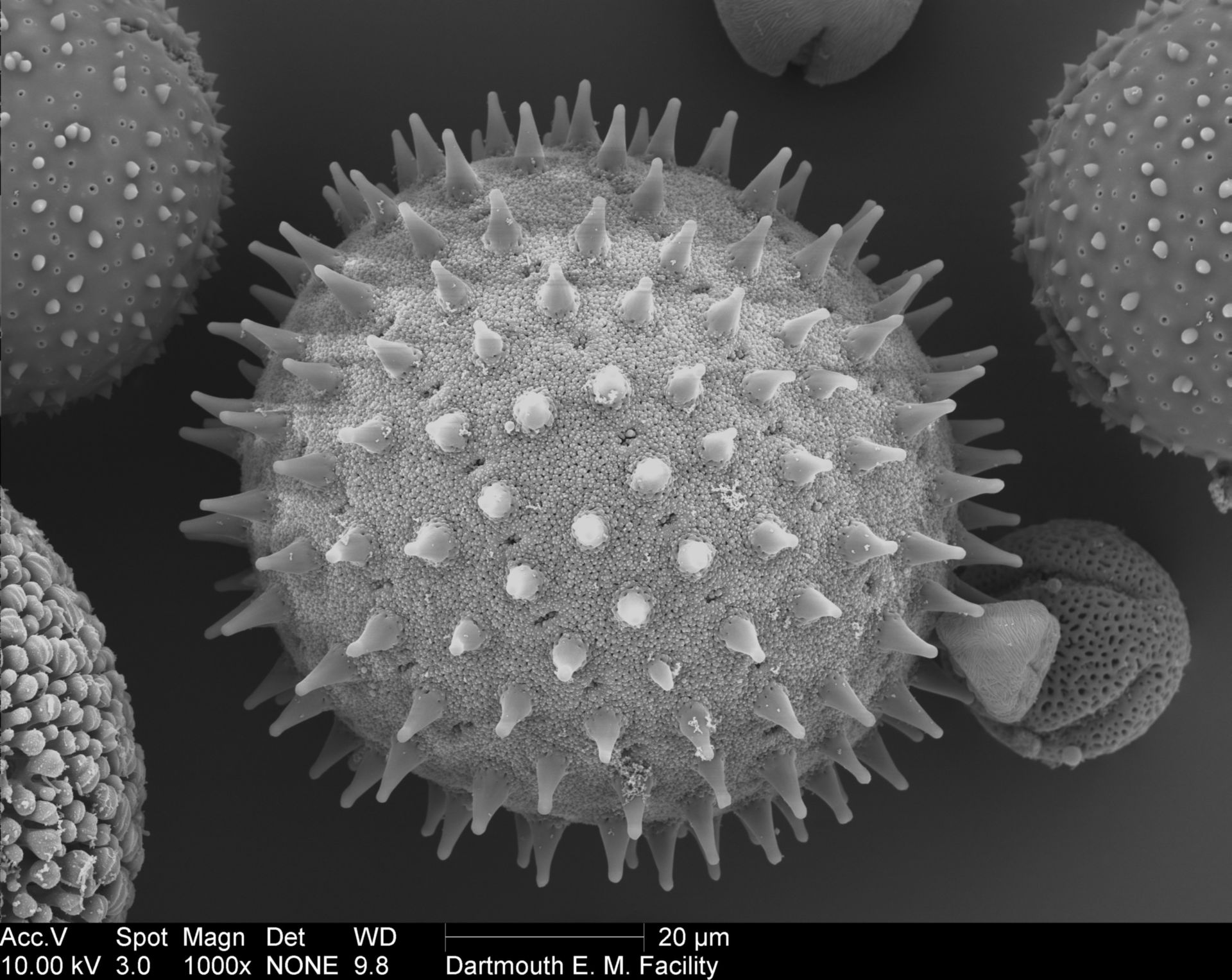 Sildalcea malviflora (Pollen wall) - CIL:40346