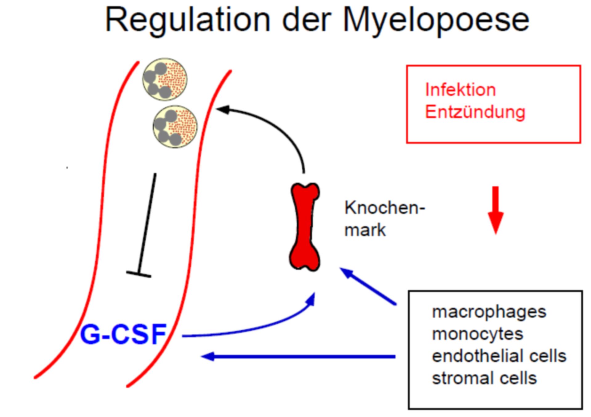 Regulation der Myelopoese