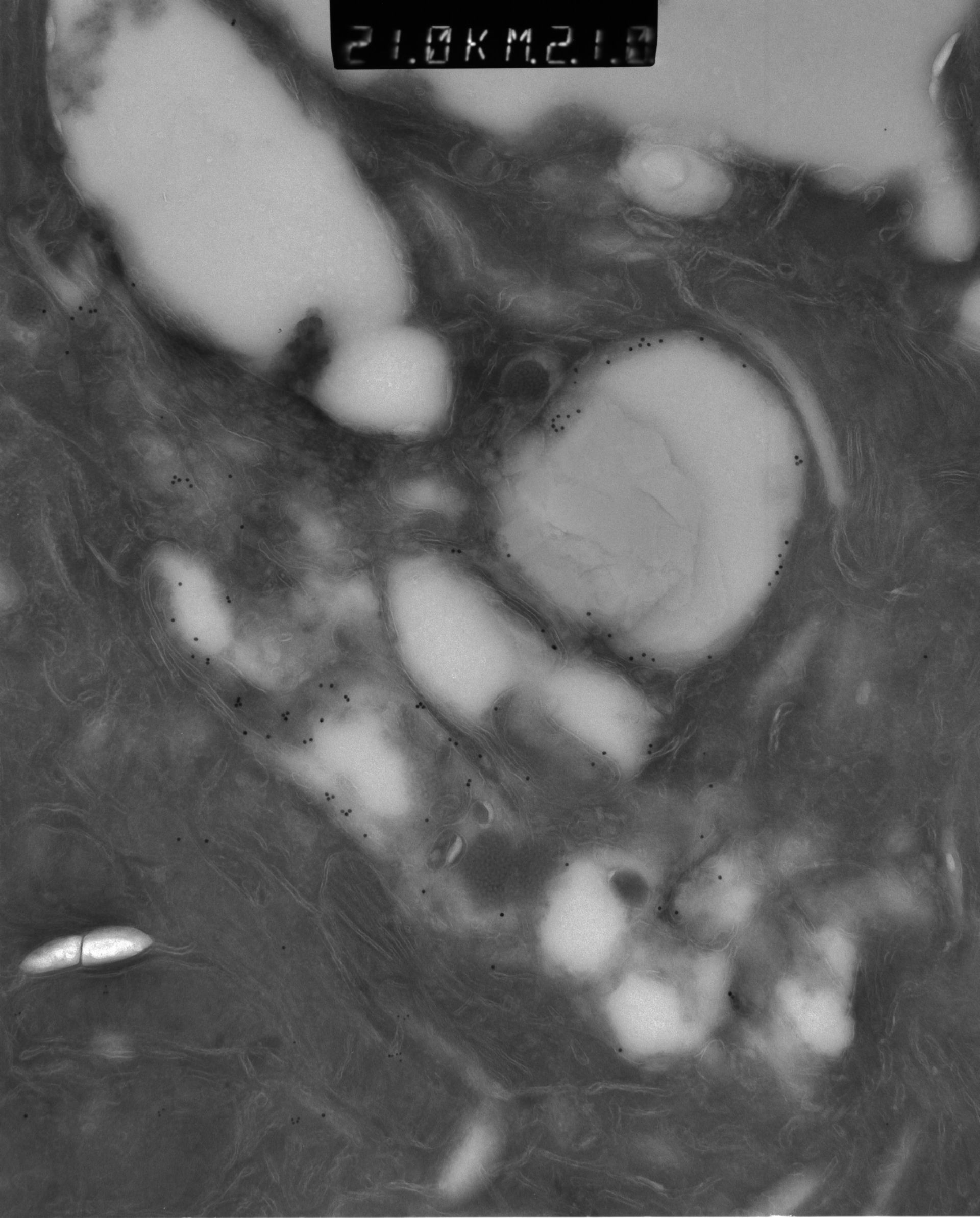 Rattus rattus (Mitochondrion) - CIL:38672