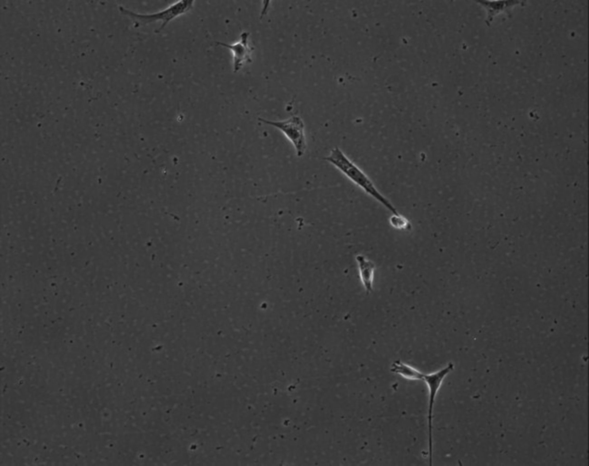 Mus musculus (Extracellular matrix part) - CIL:8985