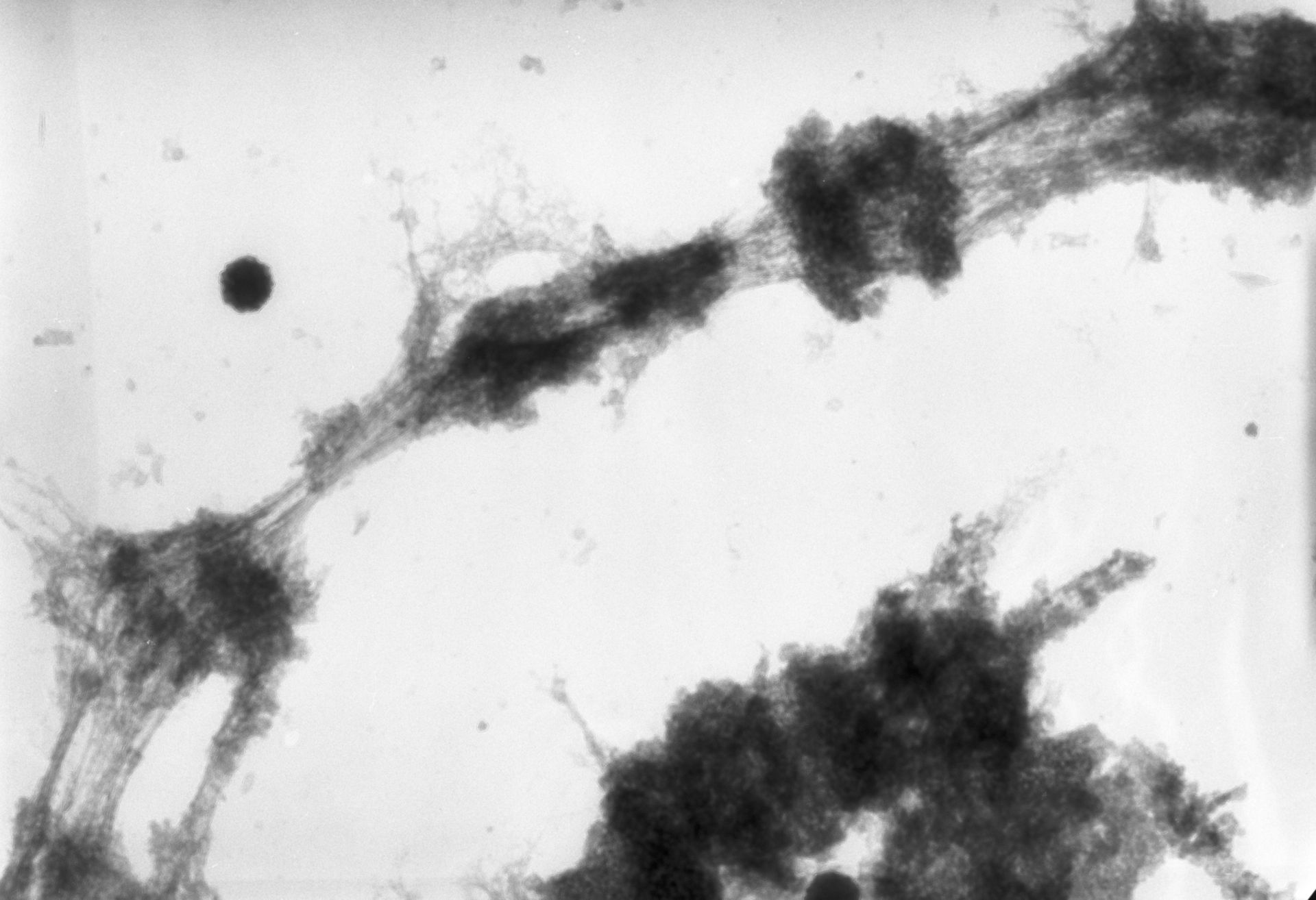 Drosophila melanogaster (Polytene chromosome) - CIL:25514