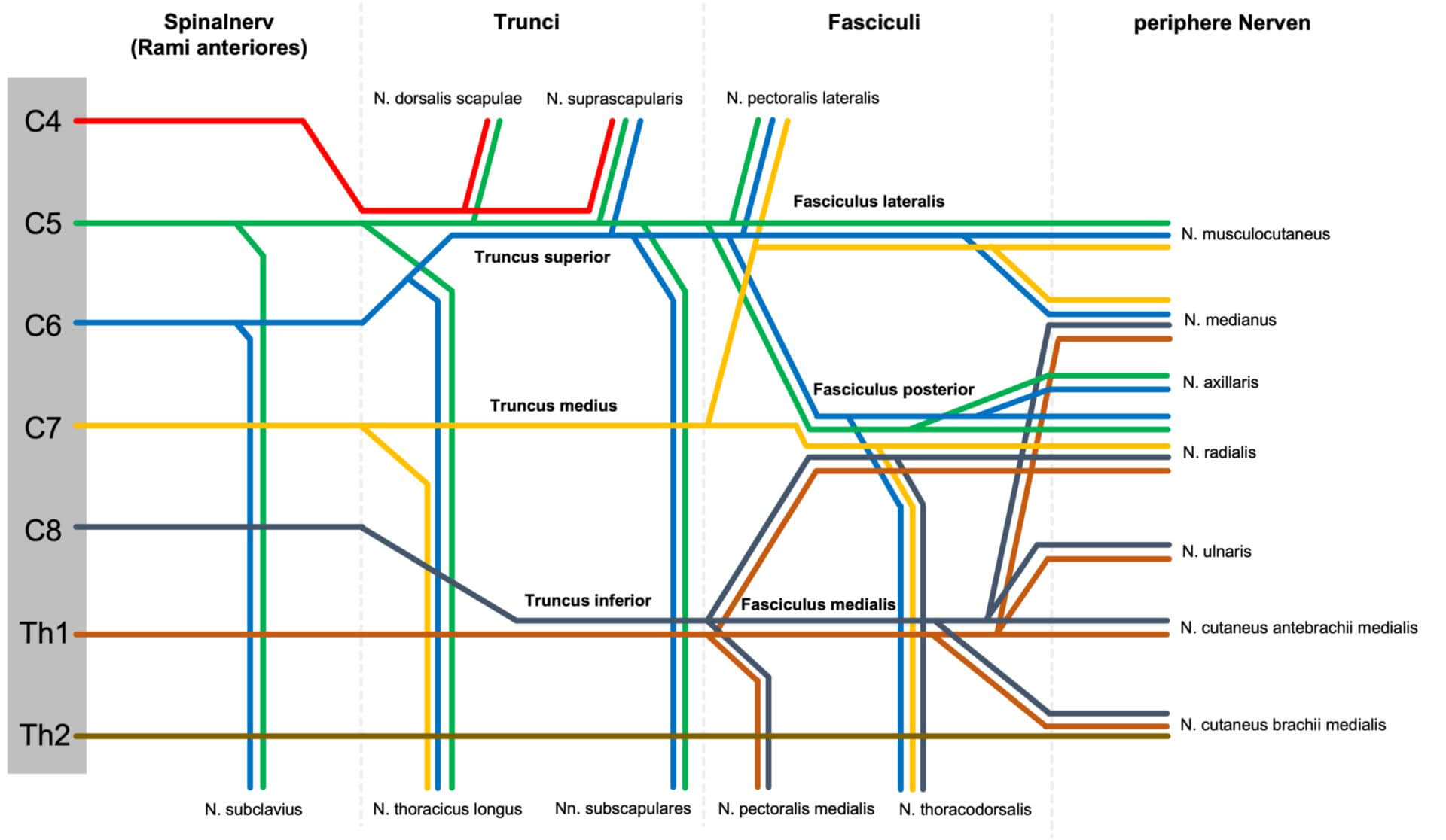 Plexus Brachialis DocCheck