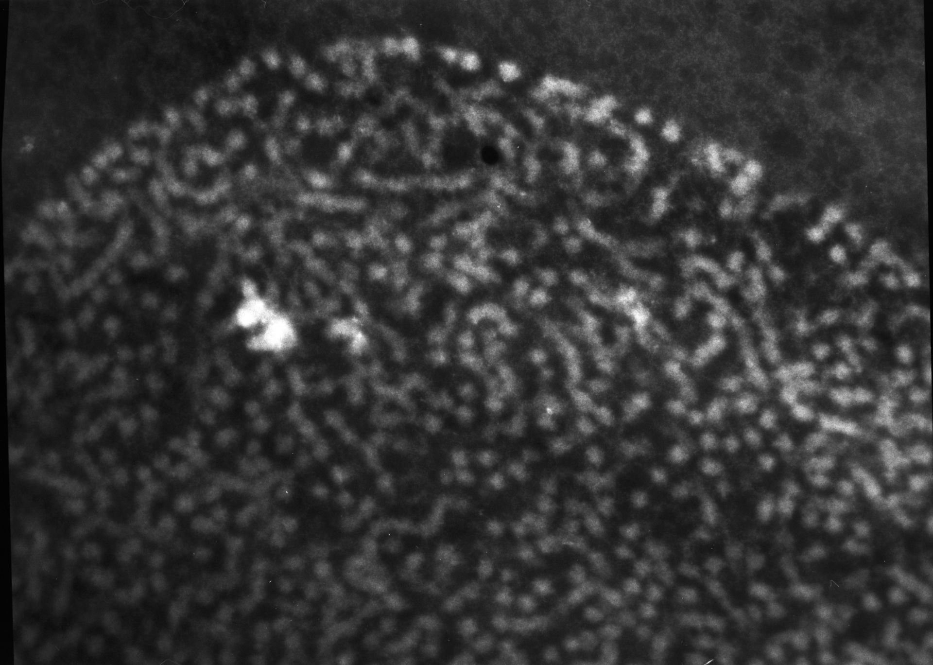 Patiria miniata (Chromatin) - CIL:763