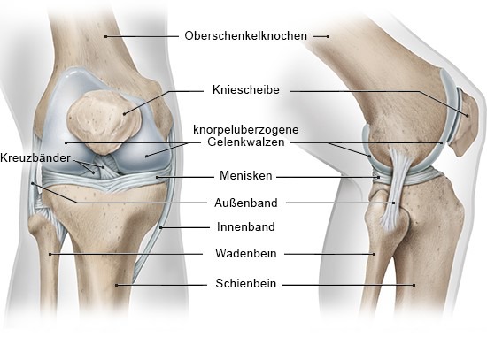 de_knie_gelenk-anatomie_original.jpg