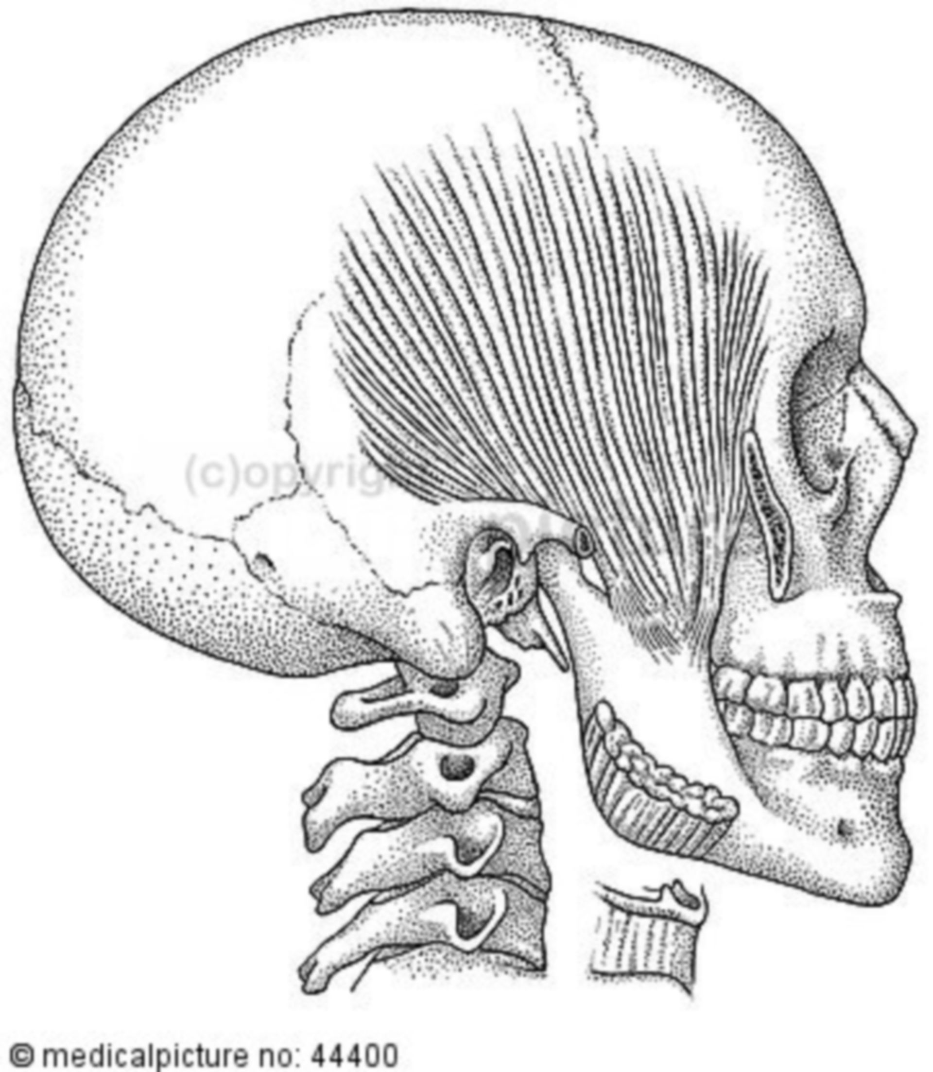 Schädel mit Kaumuskulatur, cranium with muscles of mastication