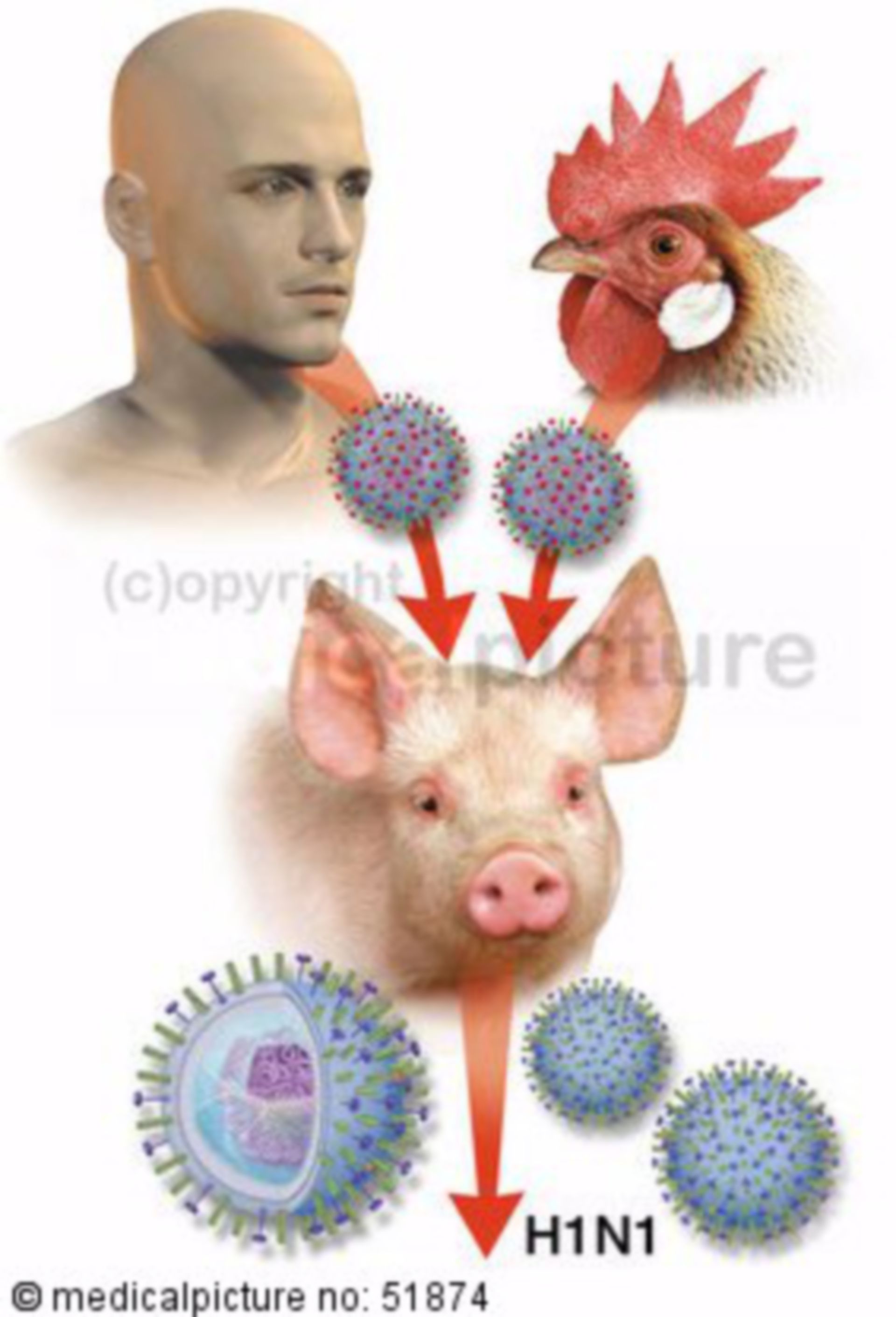 Variation of the pig flu virus H1N1
