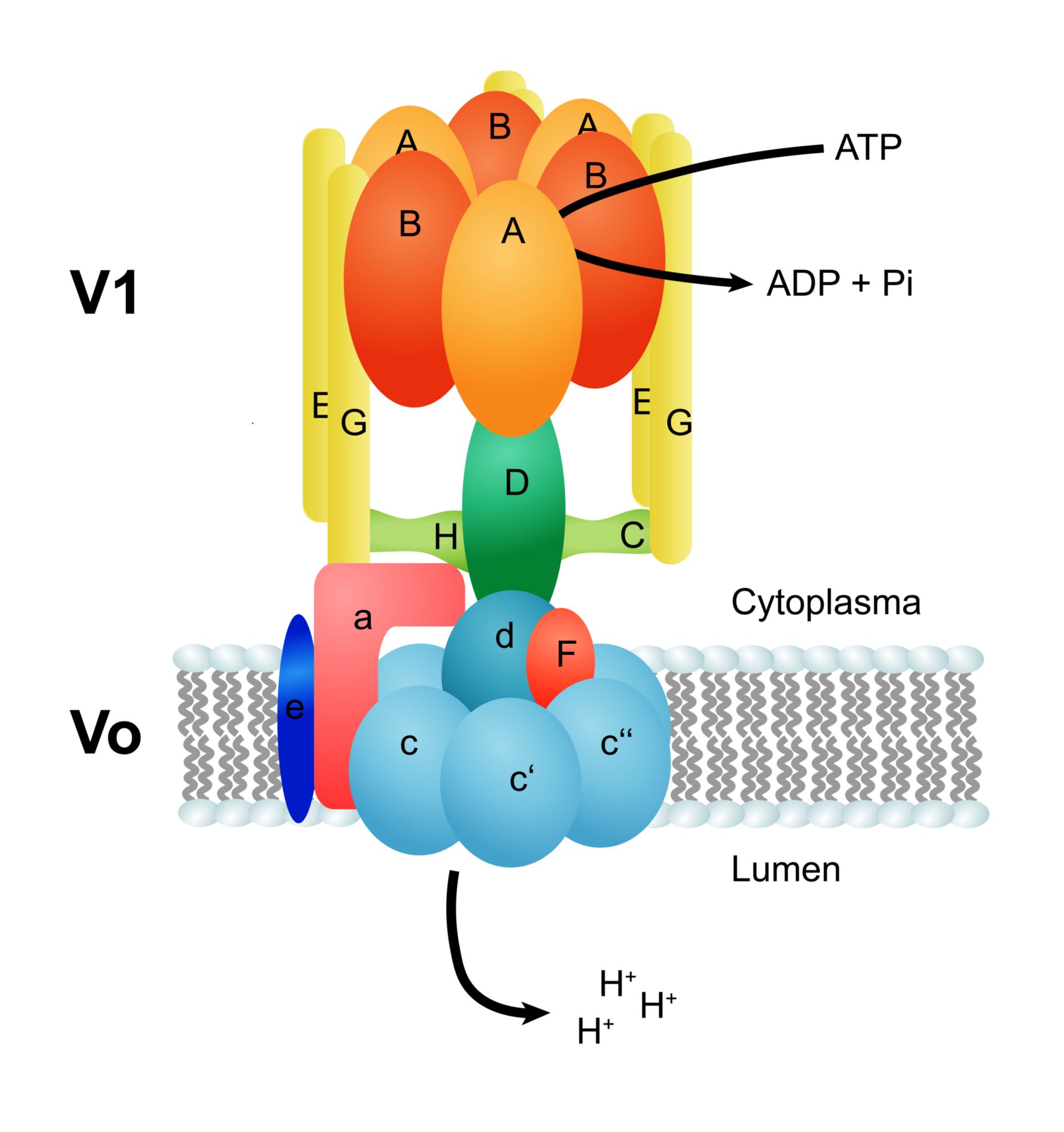 Struktur der V-ATPase
