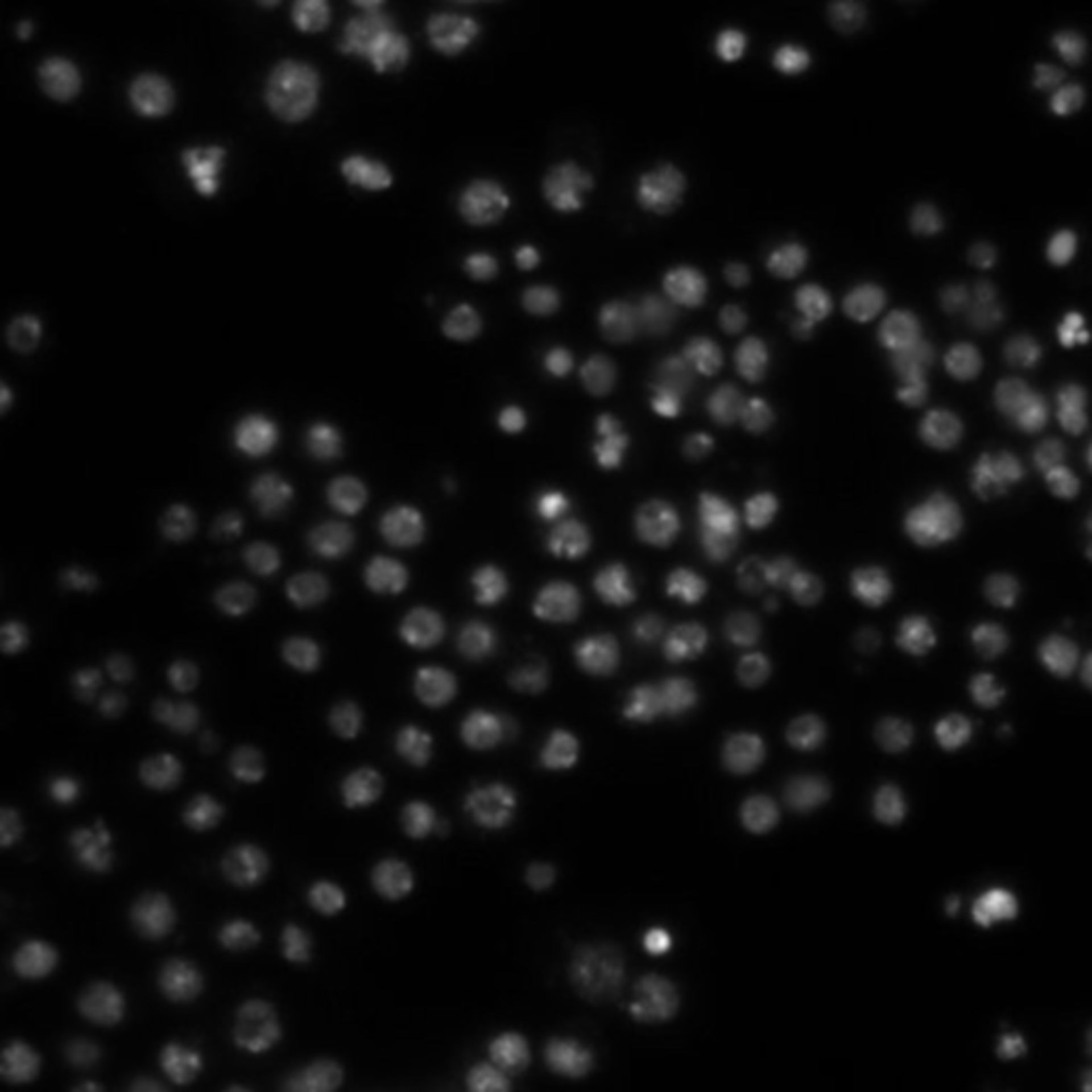 Drosophila melanogaster (DNA) - CIL:21792