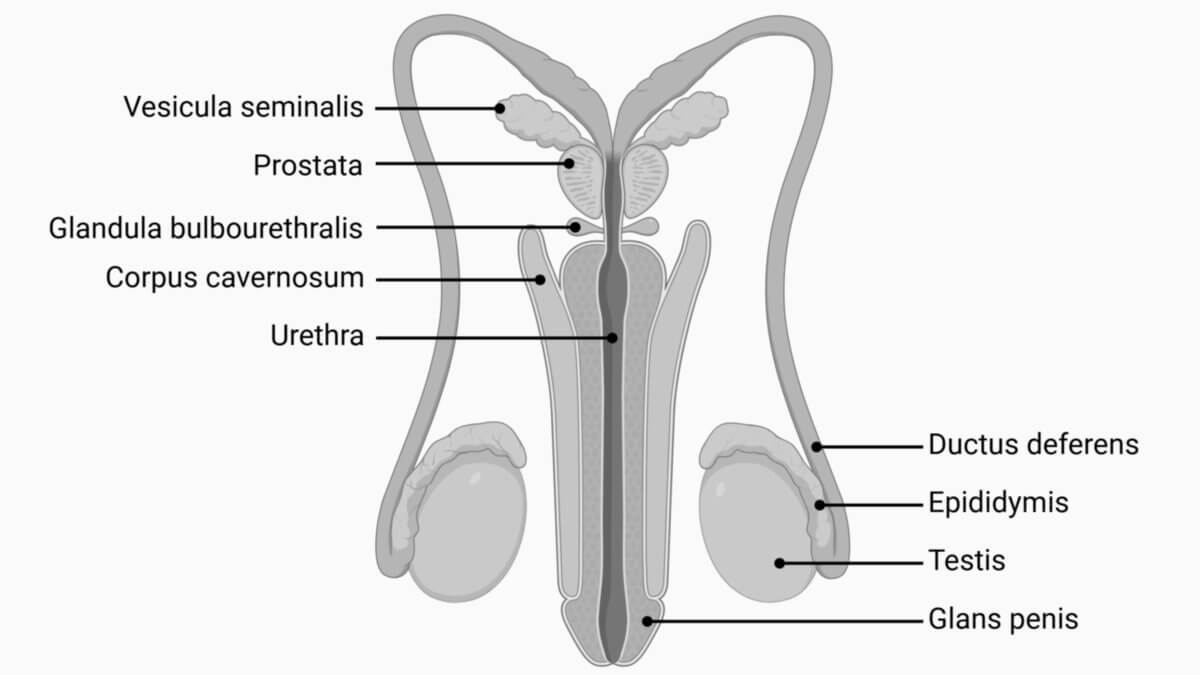 Anatomie des männlichen Fortpflanzungssystems