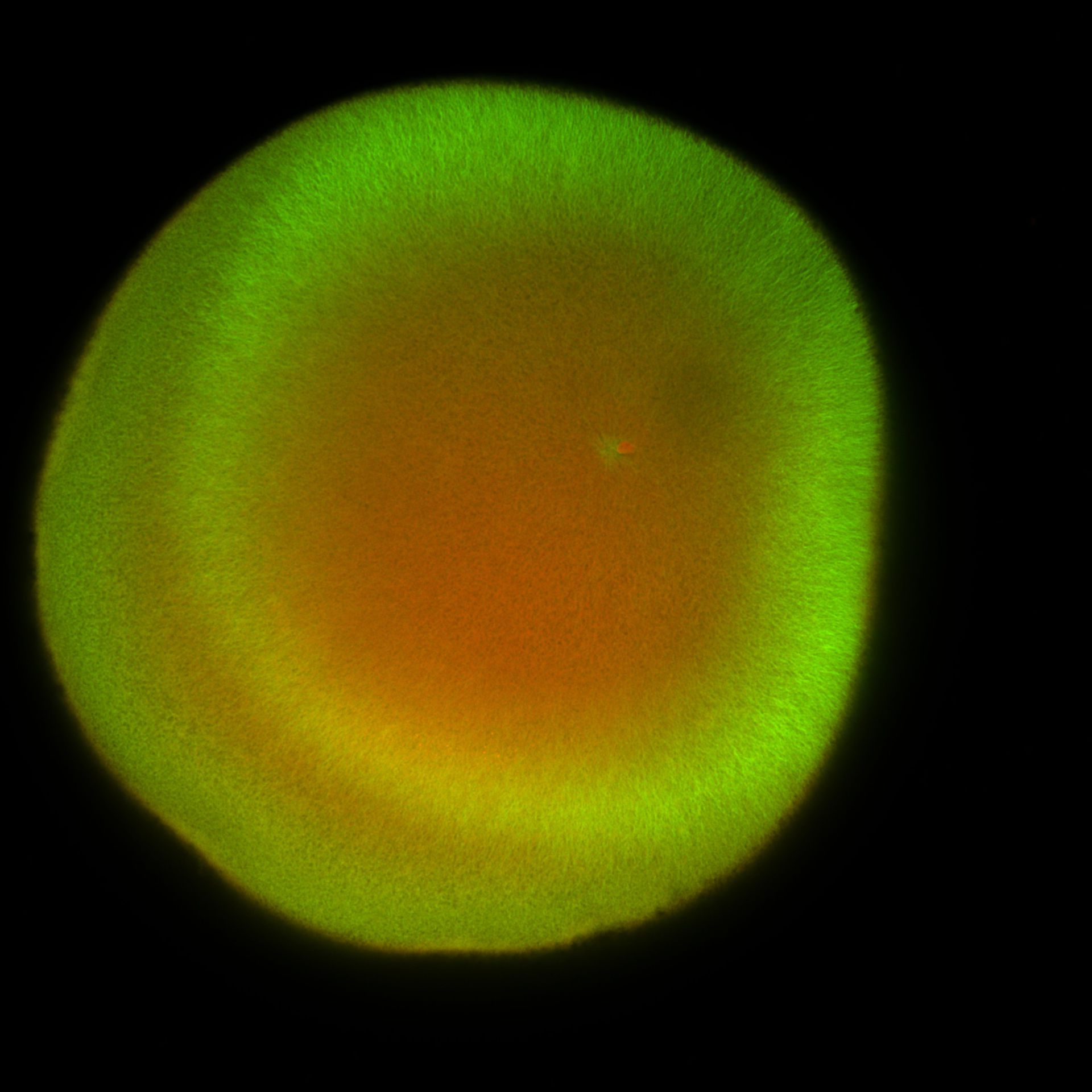 Xenopus laevis (DNA) - CIL:36471