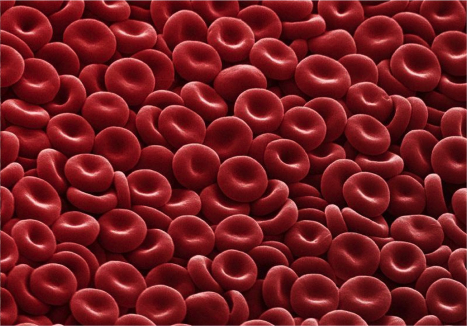 Blut: Rote Blutkörperchen