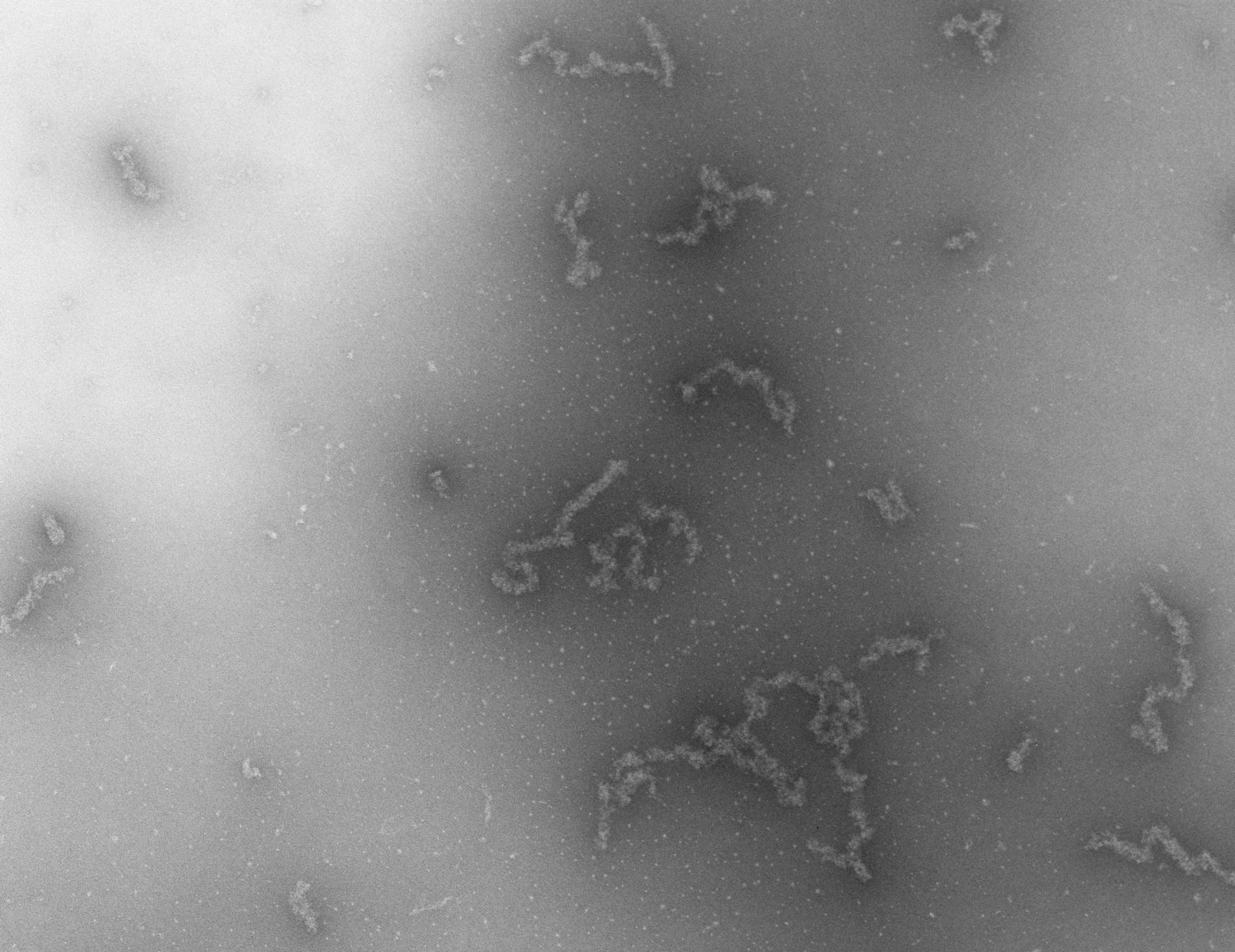 Necturus maculosus (Nucleate erythrocyte) - CIL:746