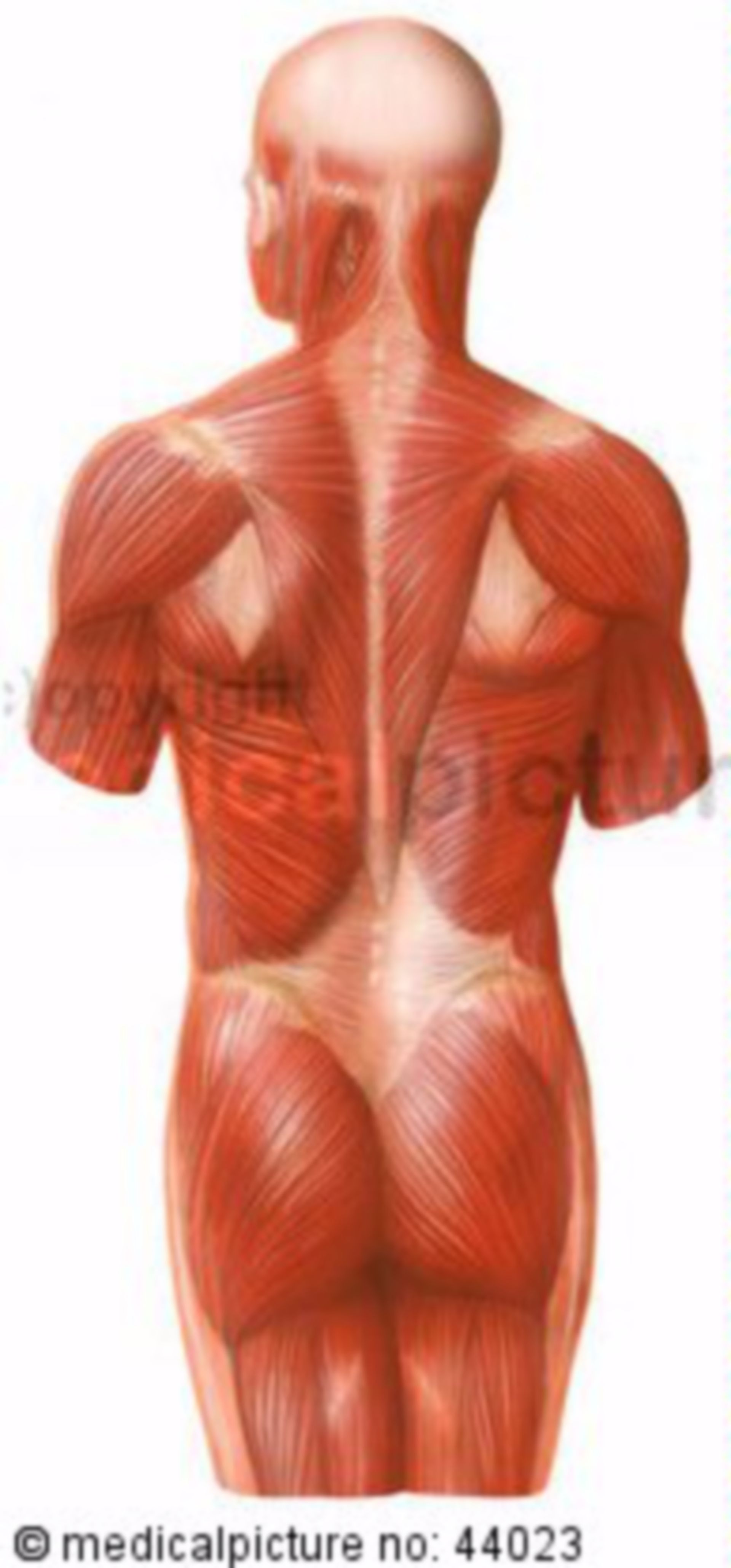 Rückenmuskulatur des Menschen