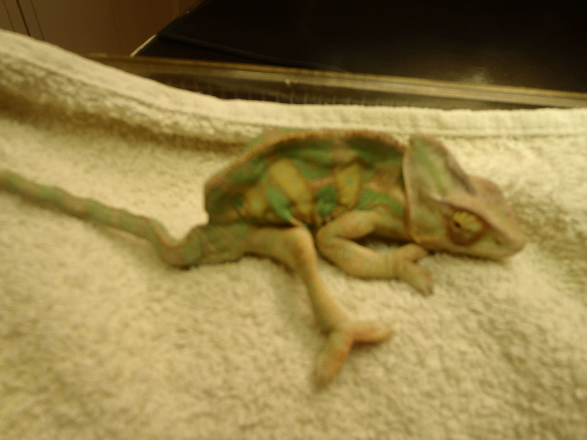 Rickets in a juvenile Chameleon (2)