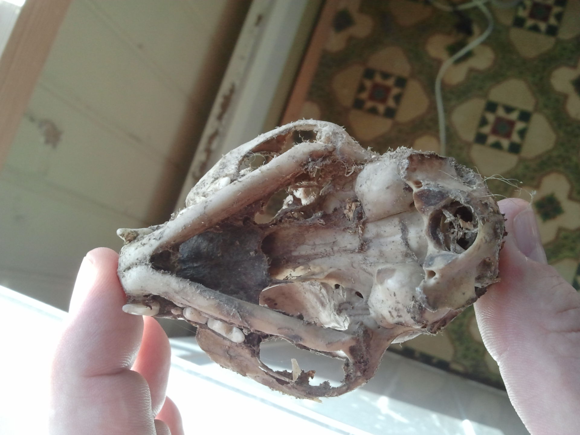 Cranio di animale mandibola