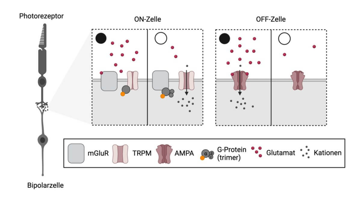 On- und Off-Bipolarzelle