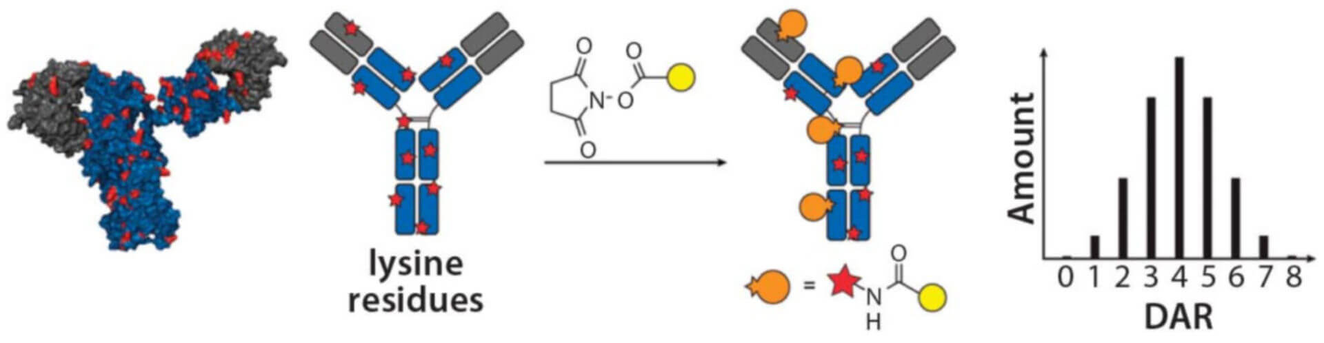 Lysine Conjugation