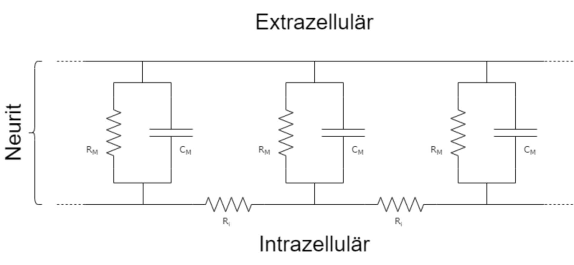 Modell eines Neuriten nach der Kabel-Theorie