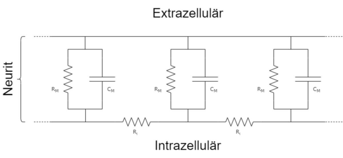 Modell eines Neuriten nach der Kabel-Theorie