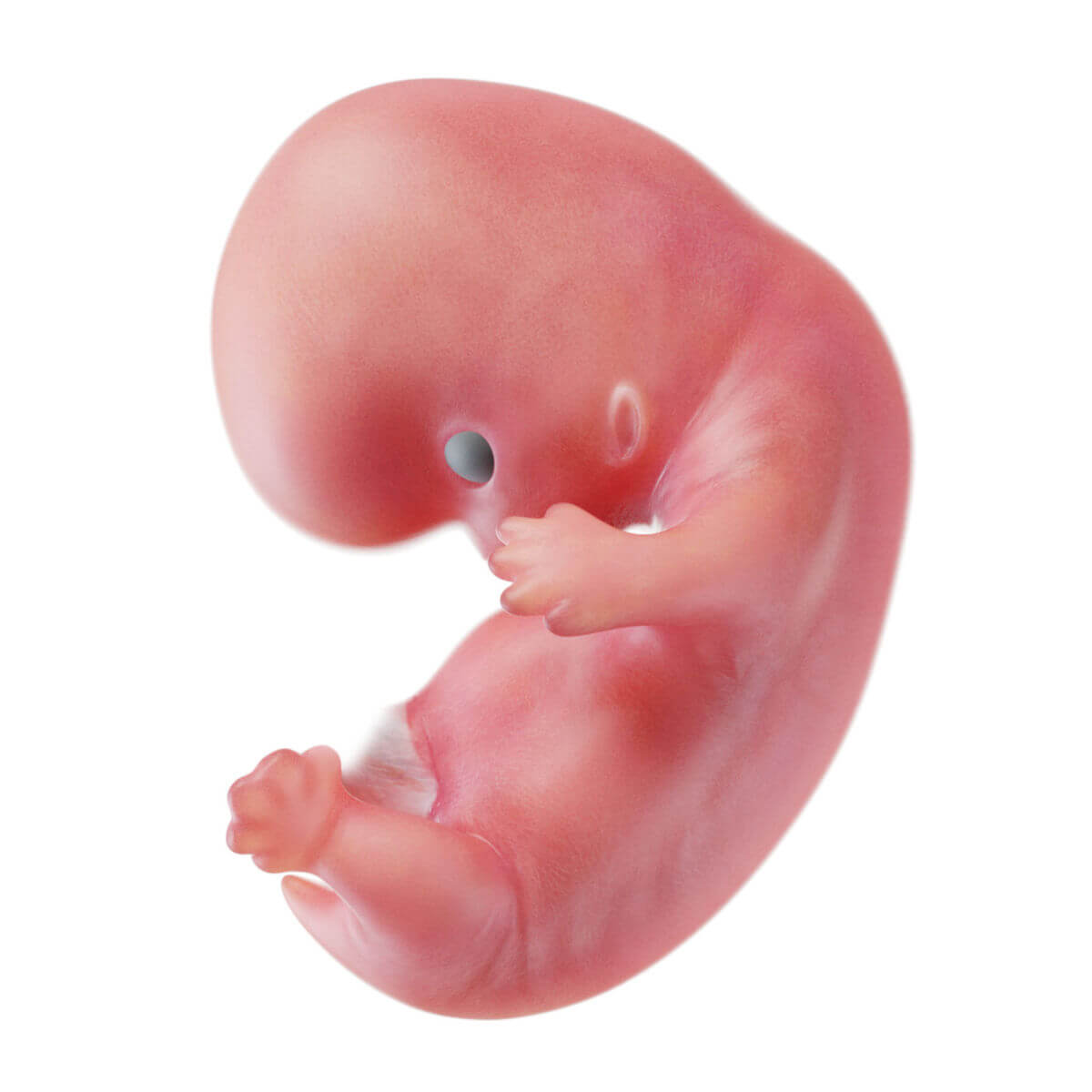 Embryogenese (8. SSW)