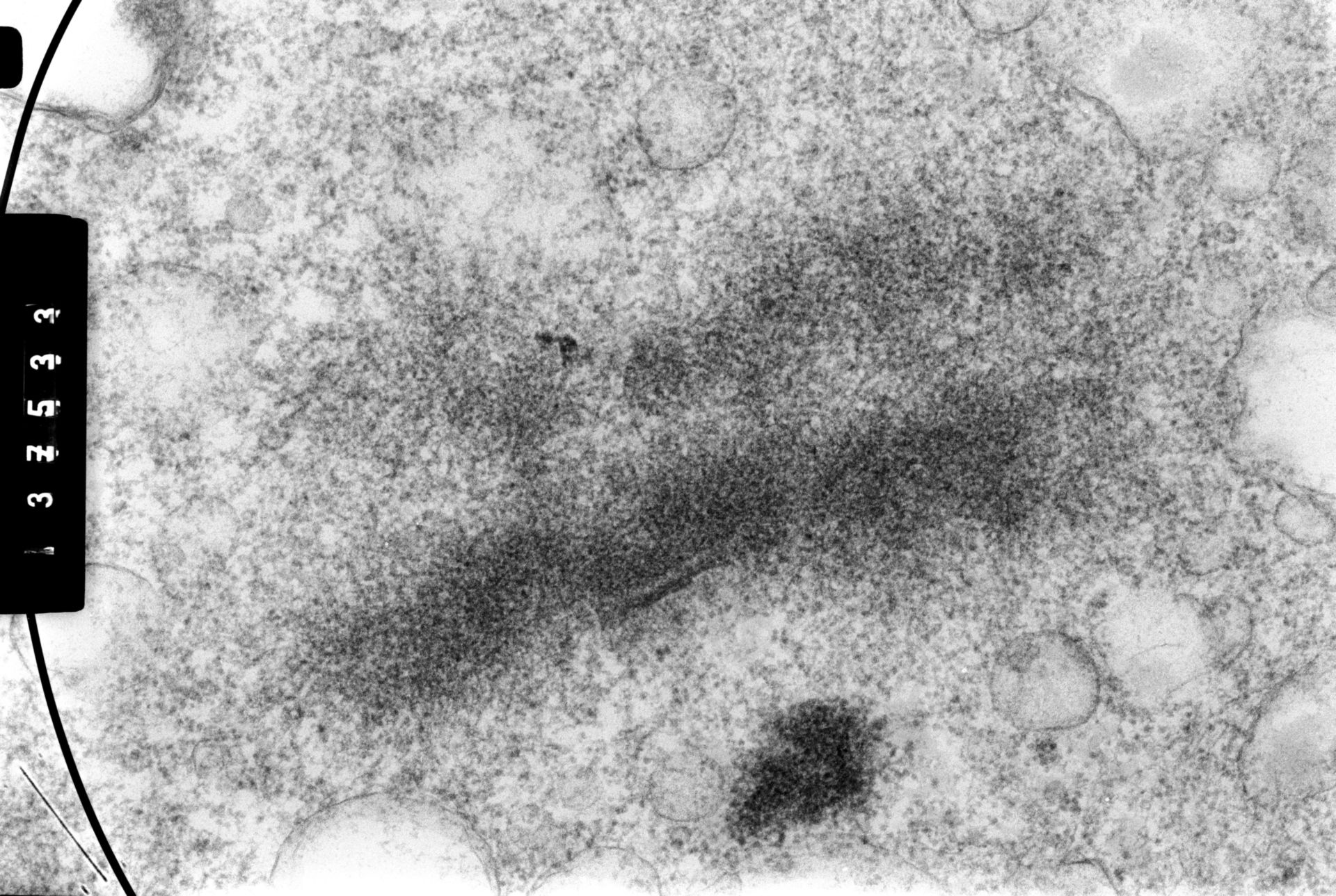 Cricetulus griseus (Nuclear chromosome) - CIL:35460