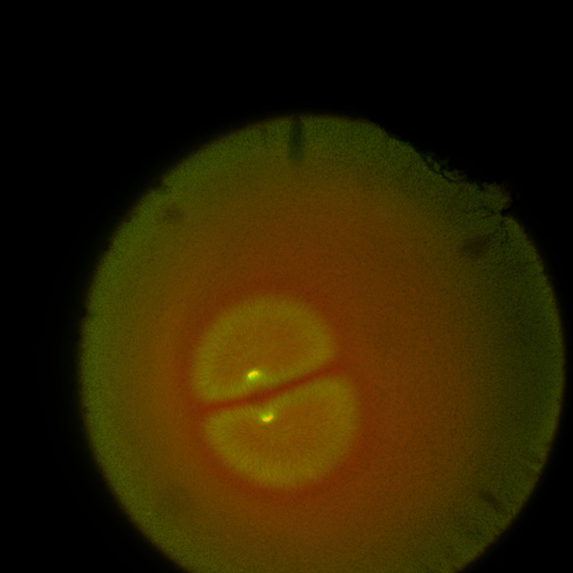 Xenopus laevis (DNA) - CIL:36575