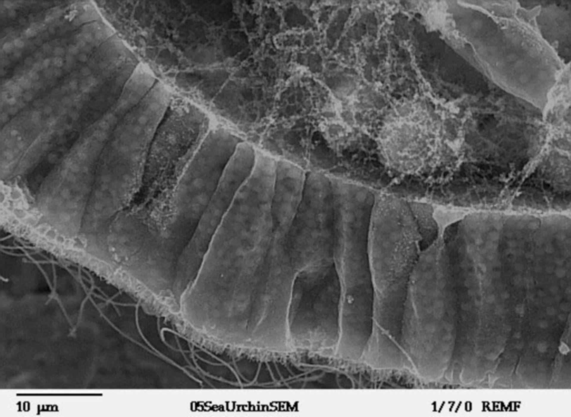 Lytechinus pictus (Extracellular region) - CIL:39786