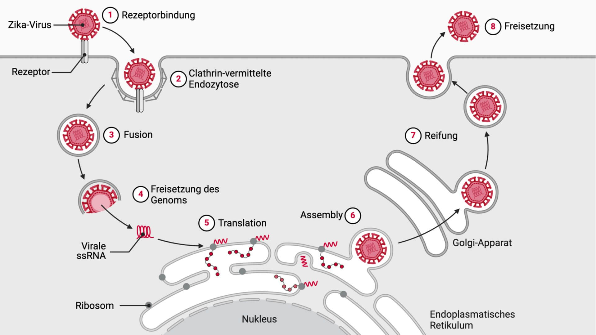 Reproduktionszyklus des Zika-Virus