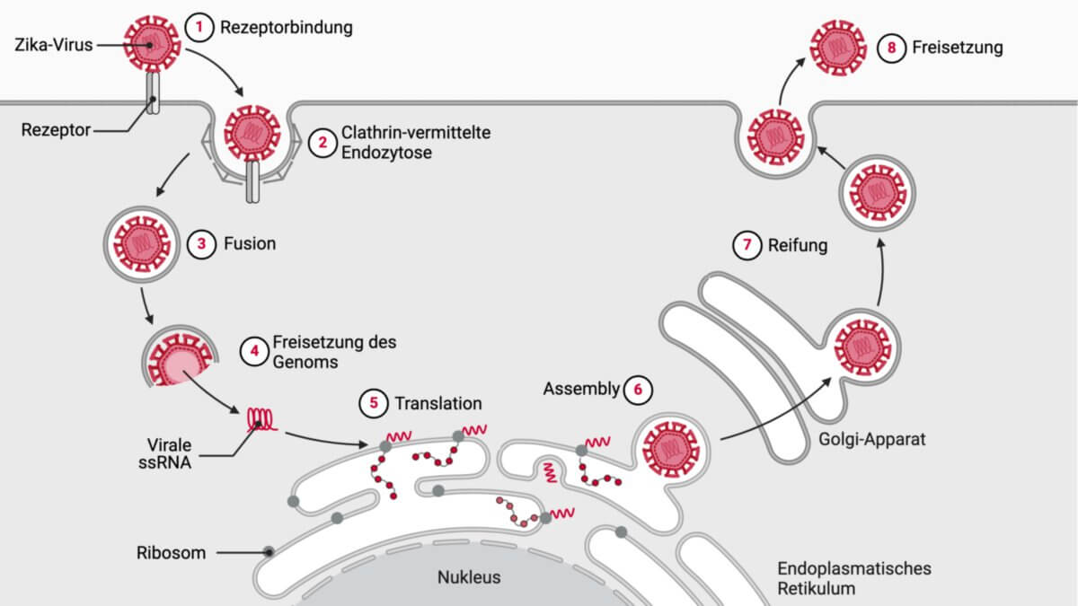 Reproduktionszyklus des Zika-Virus