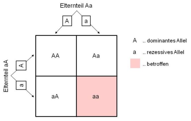 autosomal rezessive Vererbung