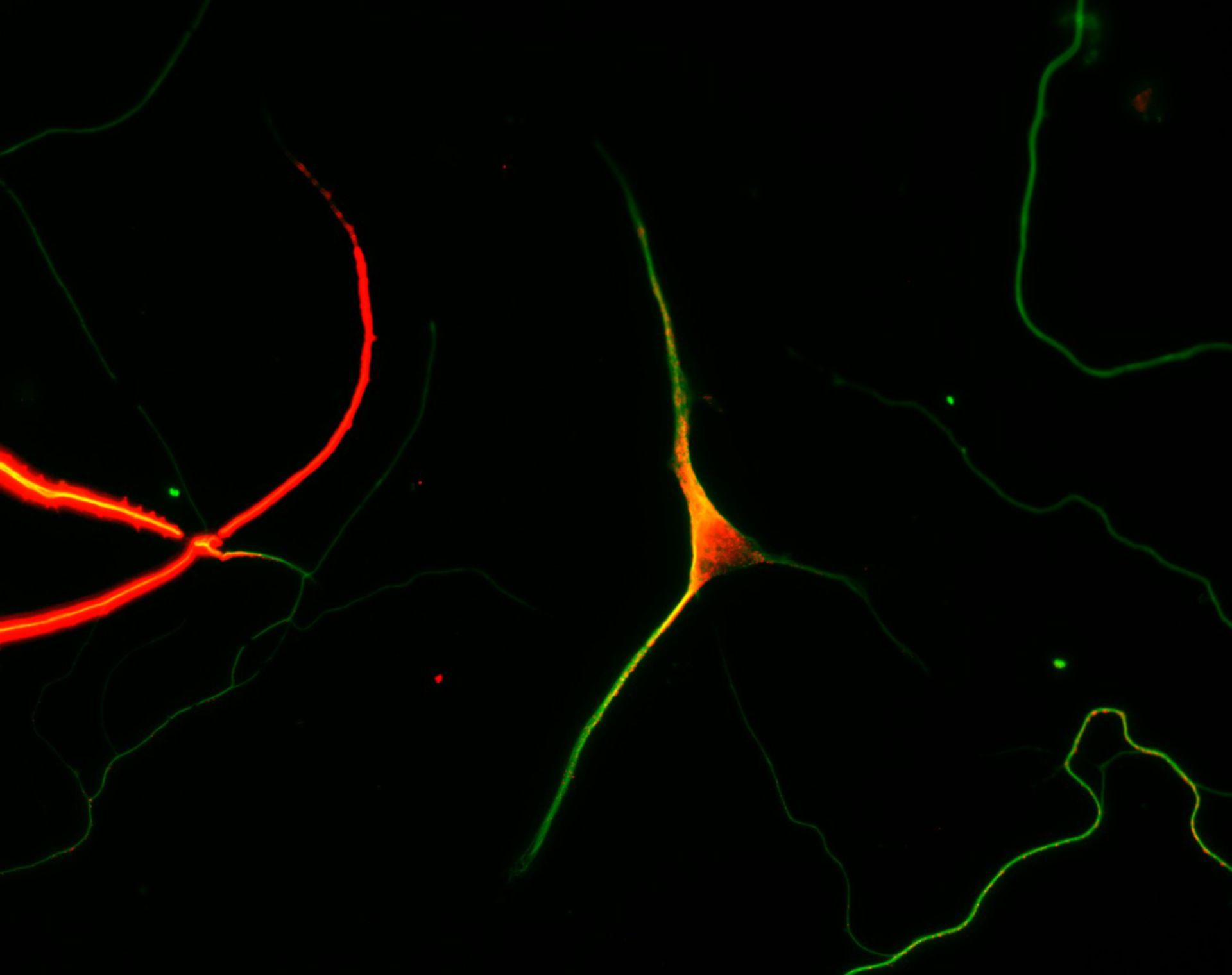 Rattus (Dendrite) - CIL:8259