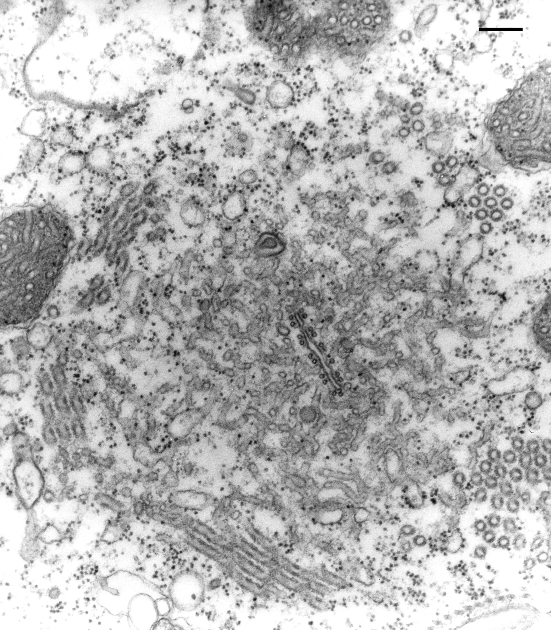 Paramecium multimicronucleatum (Microtubule associated complex) - CIL:13112