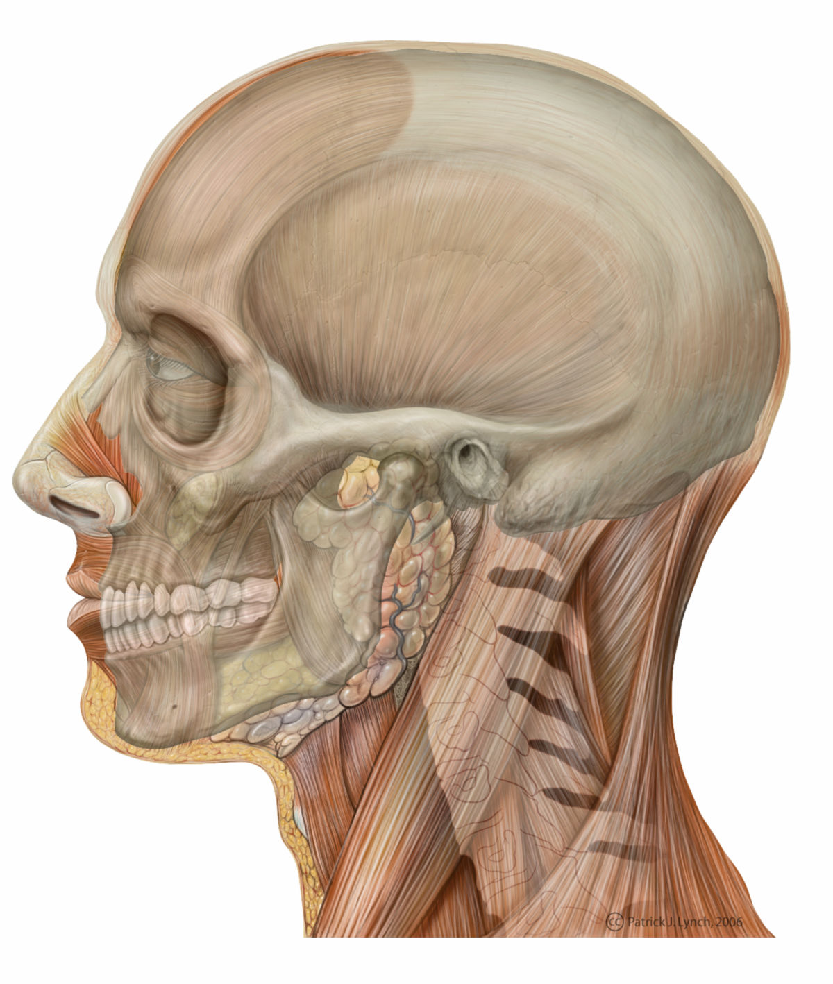 Anatomie des Kopfes (Illustration mit Schädelprojektion)