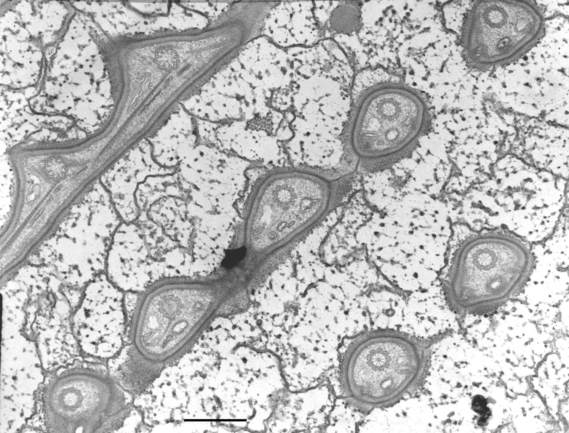 Nassula (Cytoskeleton) - CIL:10370