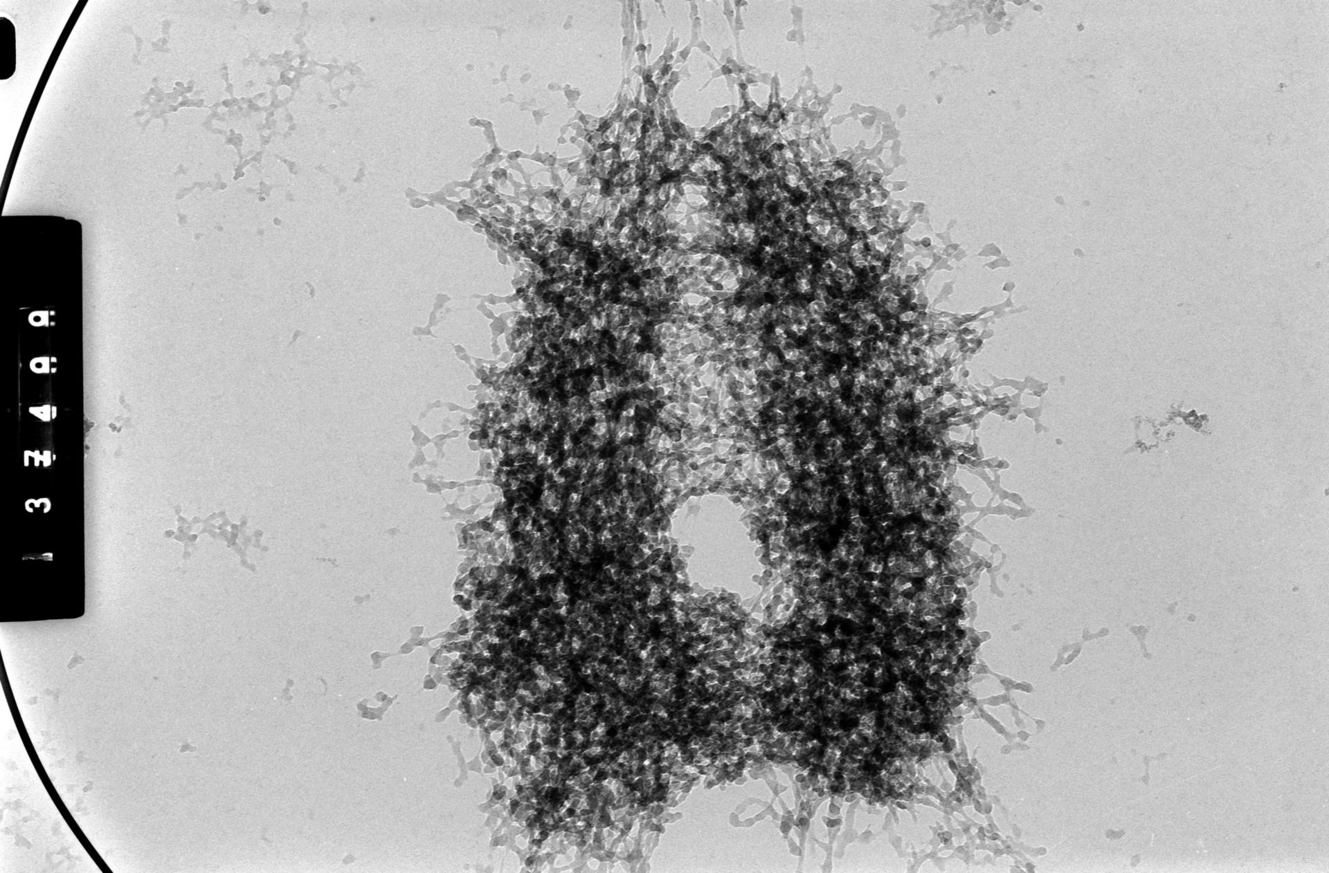 Cricetulus griseus (Nuclear chromosome) - CIL:35549