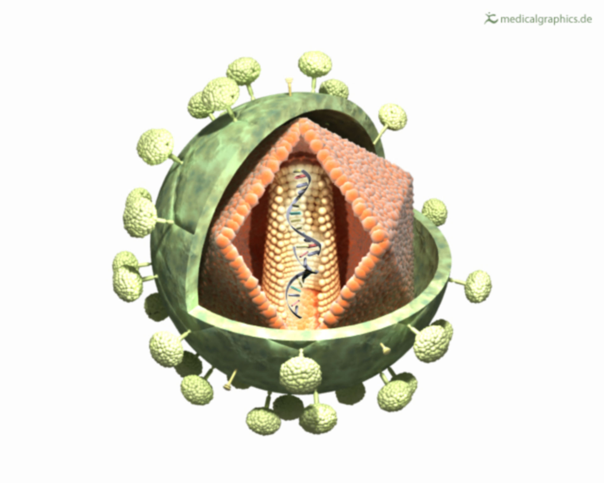 Aufbau des HI-Virus (Illustration)