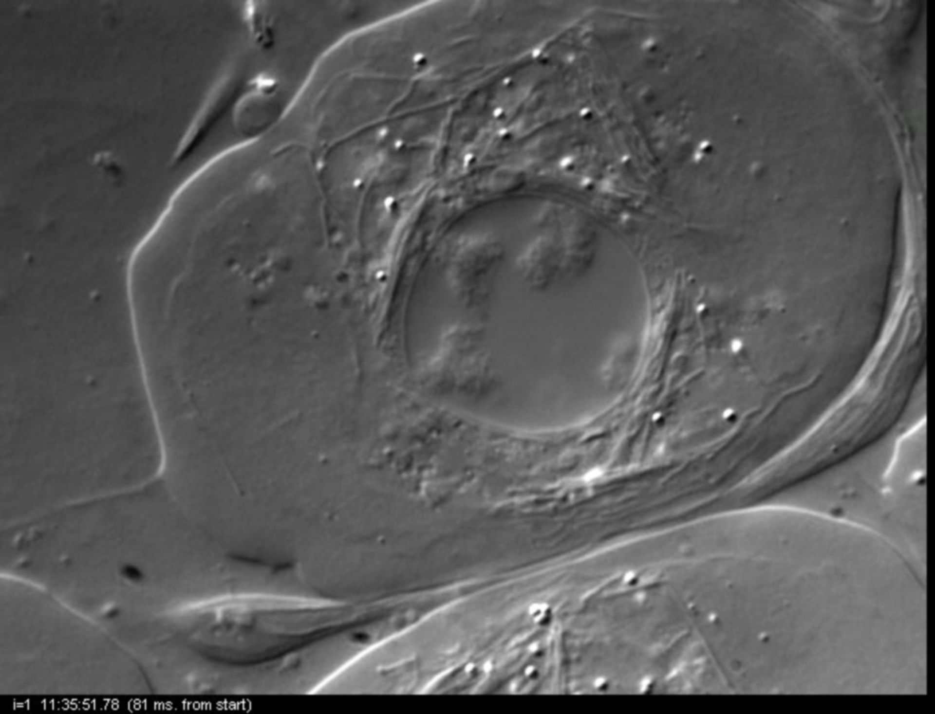 Nephrotoma suturalis (Nuclear chromosome) - CIL:12023